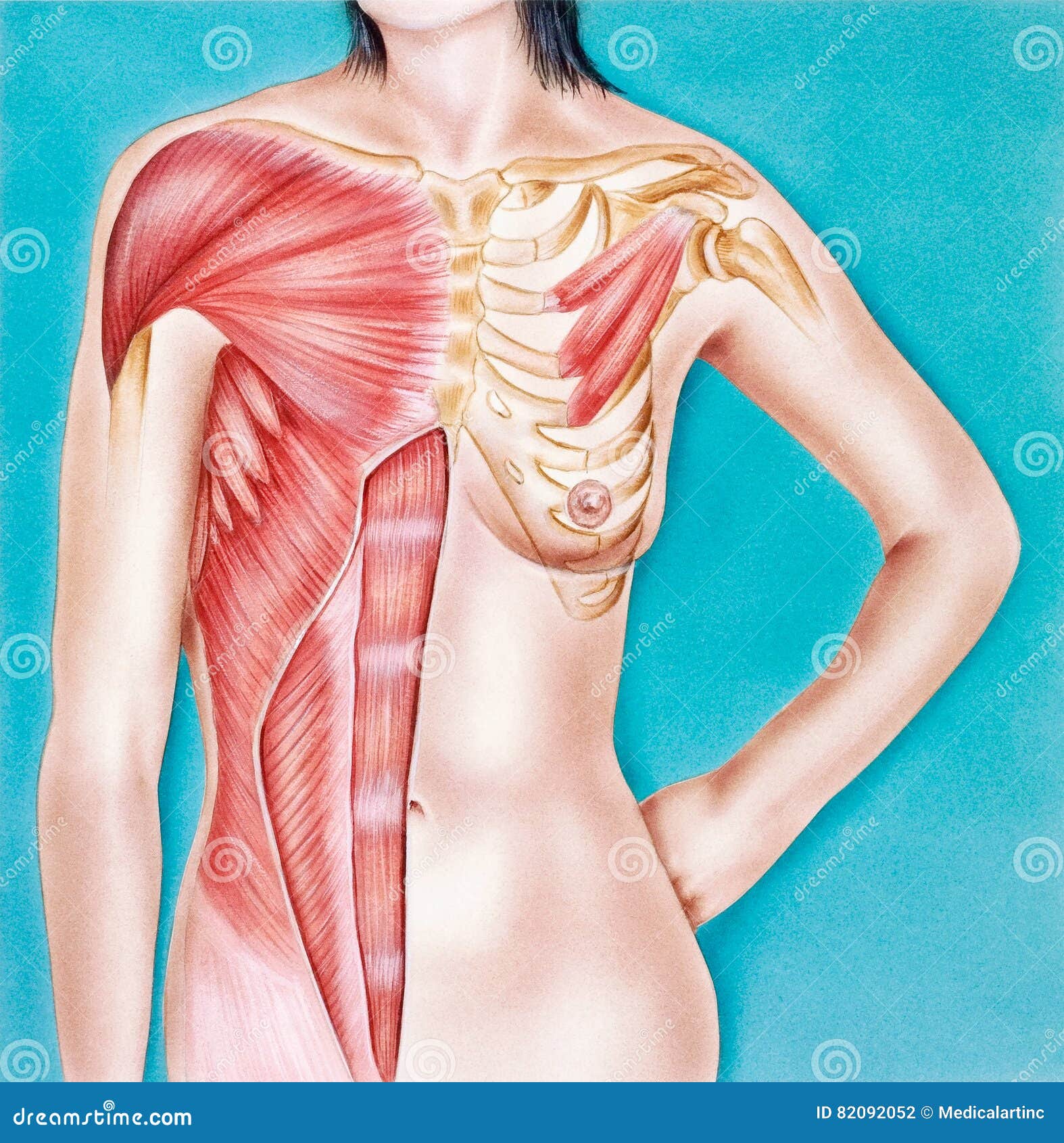 Torso - Female, Musculature Frontal View Stock Illustration - Illustration  of oblique, dorsi: 82092052