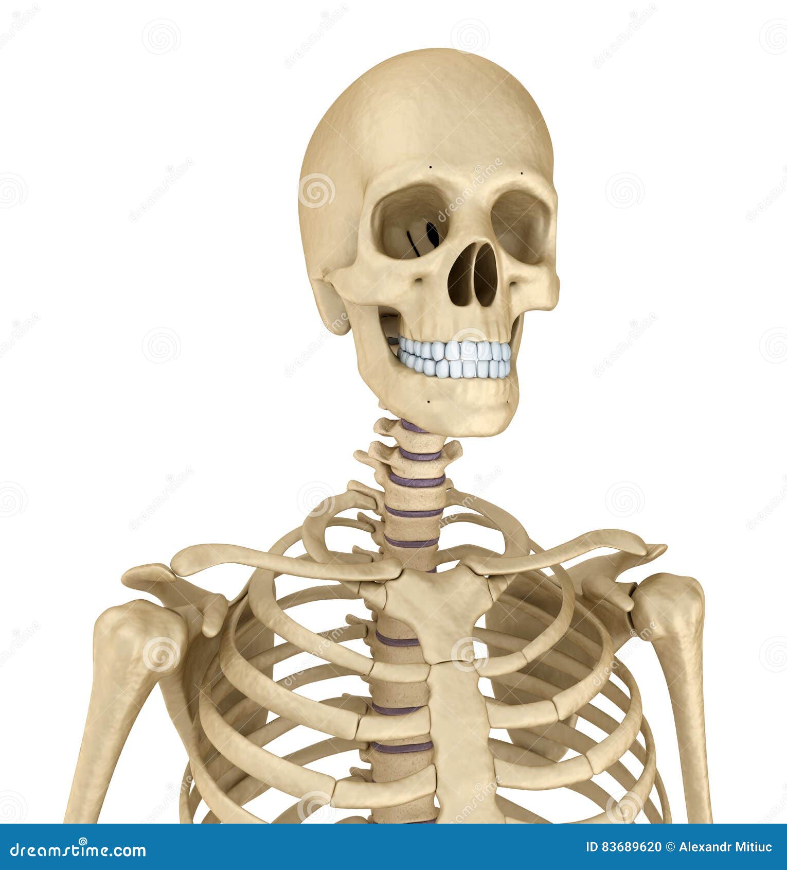 Torso of Human Skeleton, Isolated Stock Illustration - Illustration of
