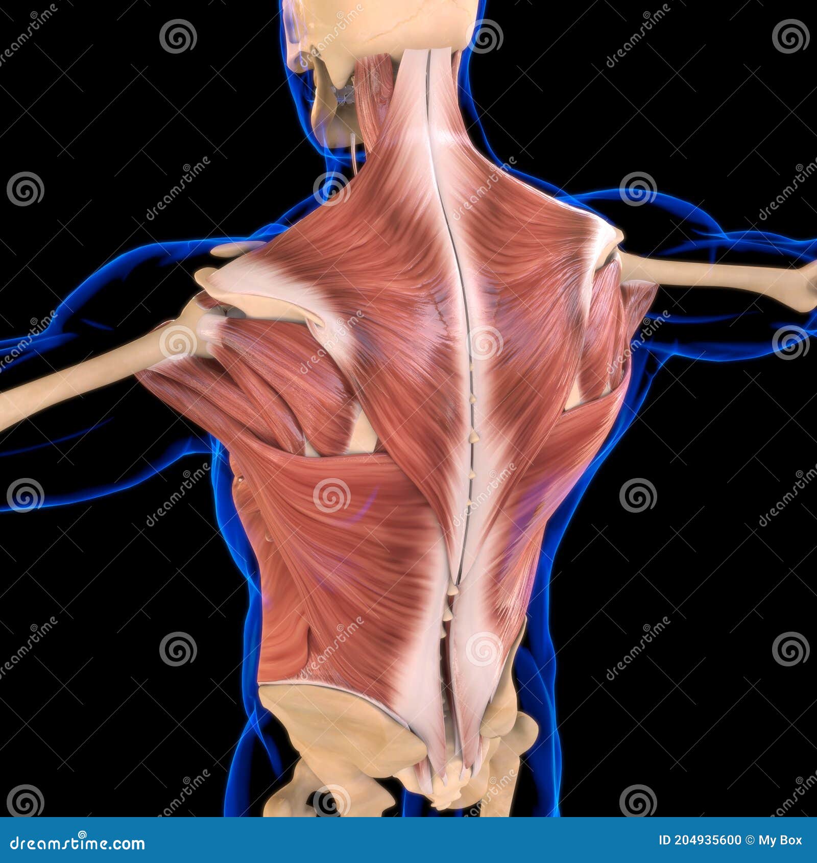 Torso Muscle Anatomy : Muscles Of The Neck And Torso ...