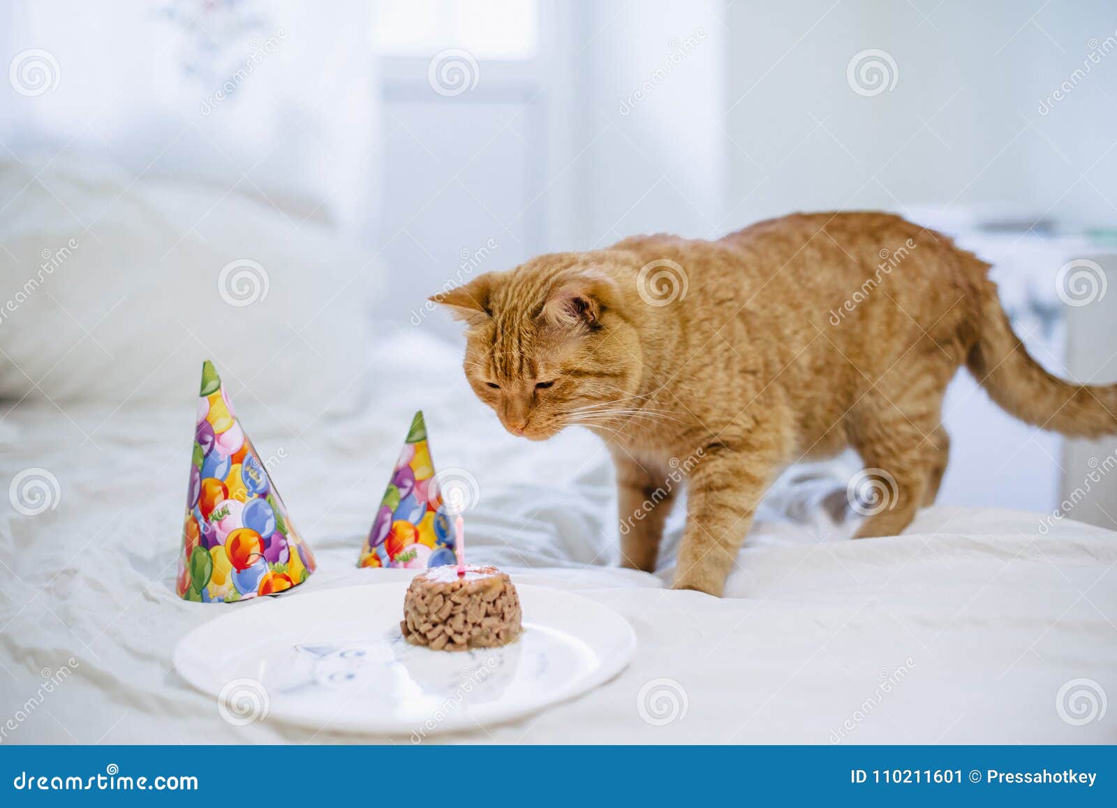 Torta Del Alimento Para Animales Para El Cumpleaños Del Gato Imagen de  archivo - Imagen de torta, bandera: 110211601