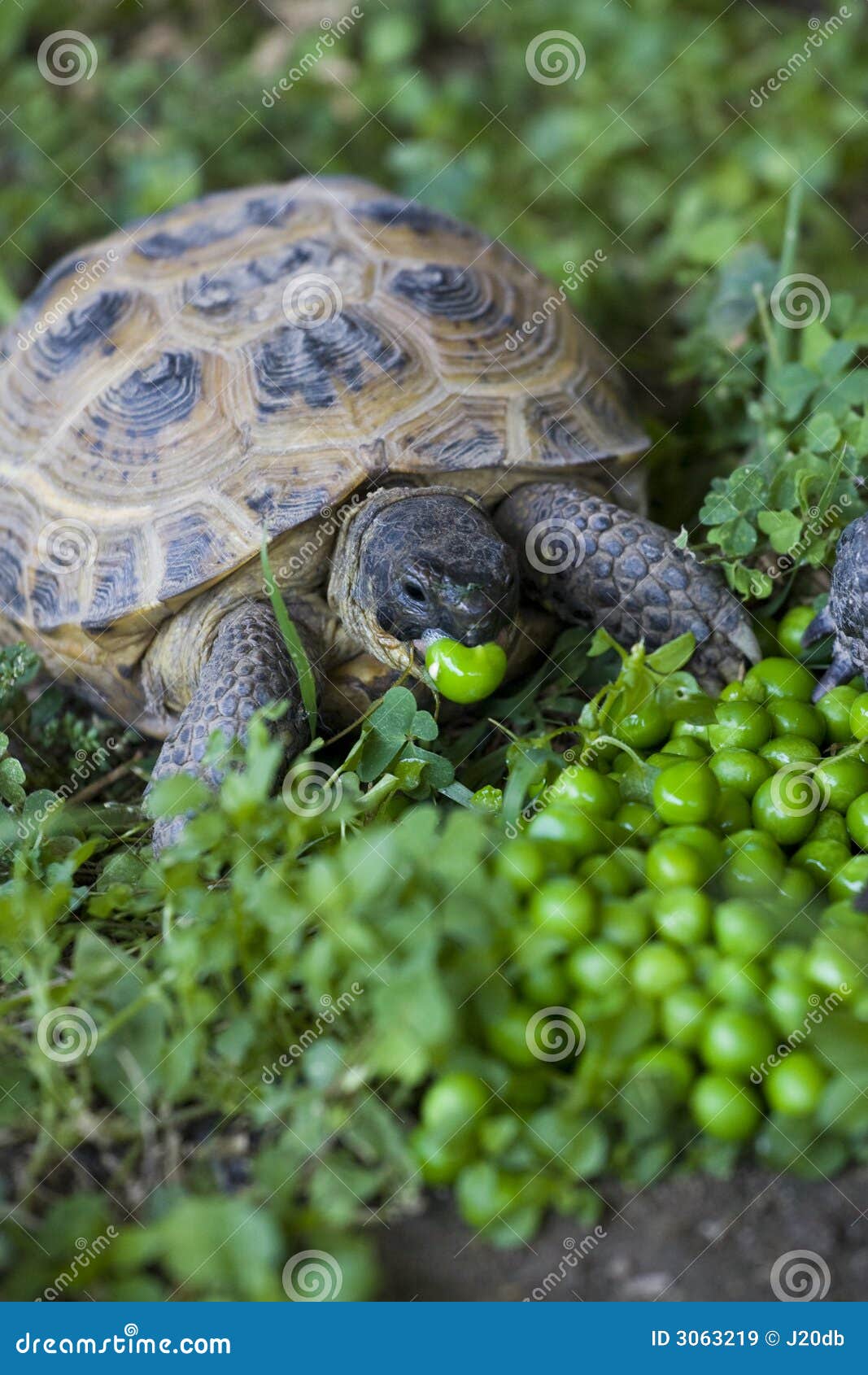 Tortoise stock image. Image of desert, animal, creature 3063219