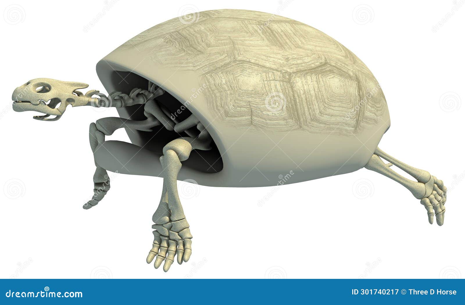 38kt skelton Celluloid “tortoise” Calma Store 38灯 鼈甲柄 Skelton