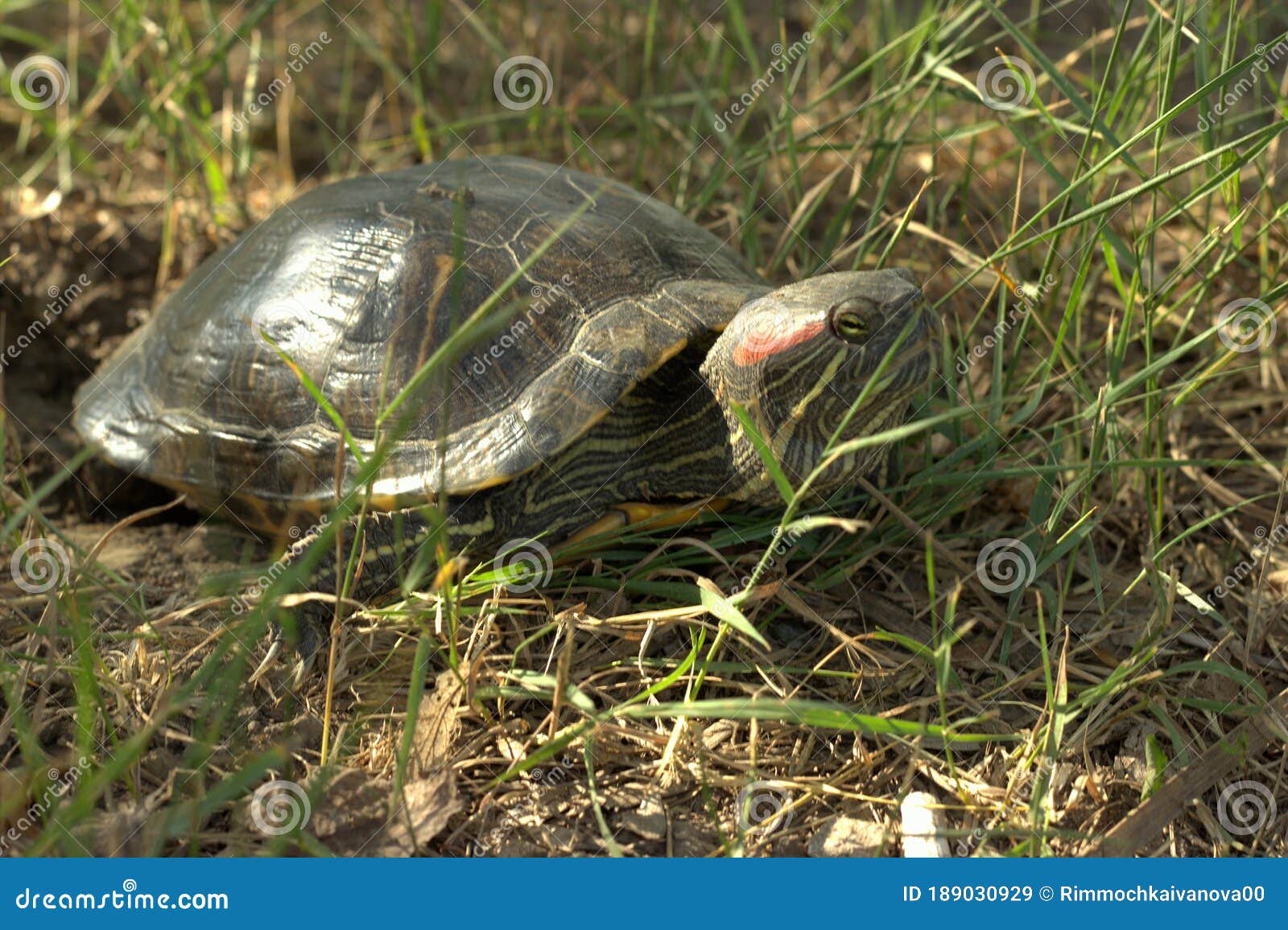 Turtle behavior when laying eggs