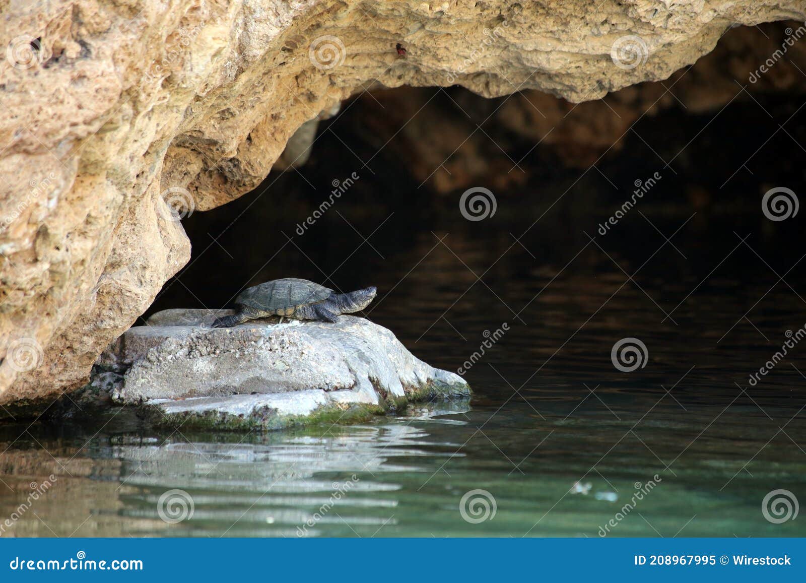Tortoise on the cave stock image. Image of environment 208967995