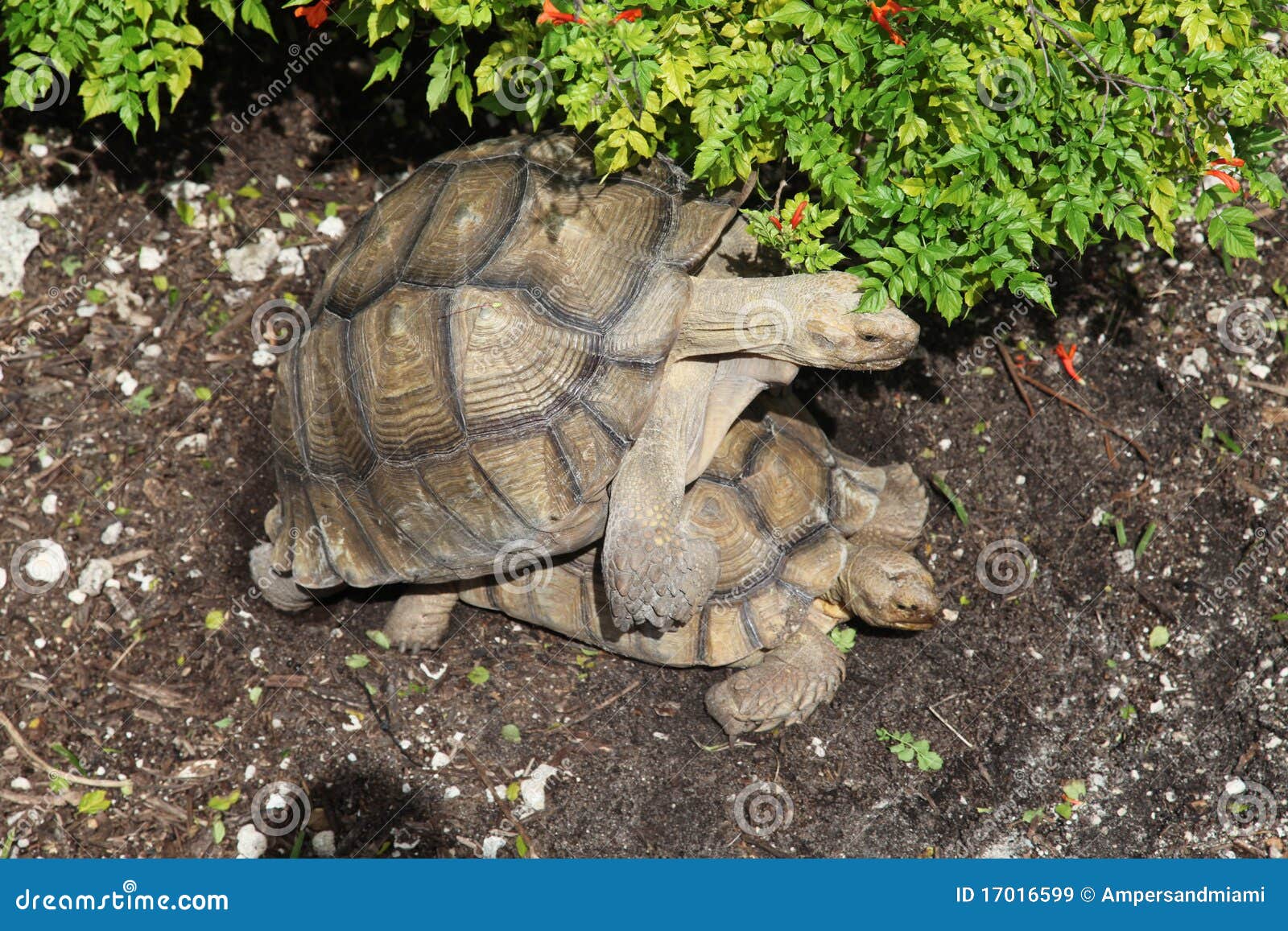 Tortoise che copulating. Due tartarughe che allevano, quella copulating o avendo sesso.