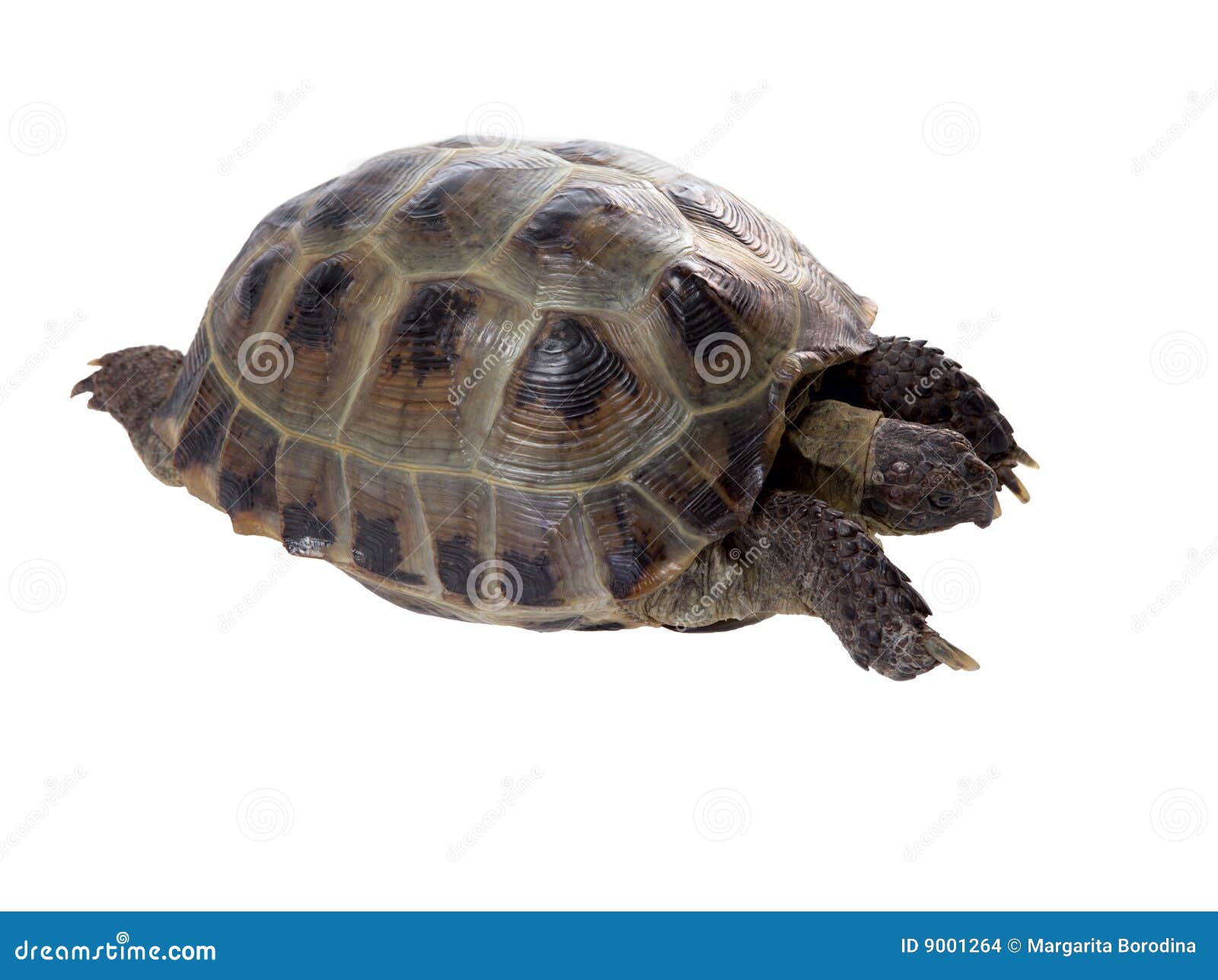 14,646 Tortoise Shell Background Stock Photos - Free & Royalty-Free Stock  Photos from Dreamstime