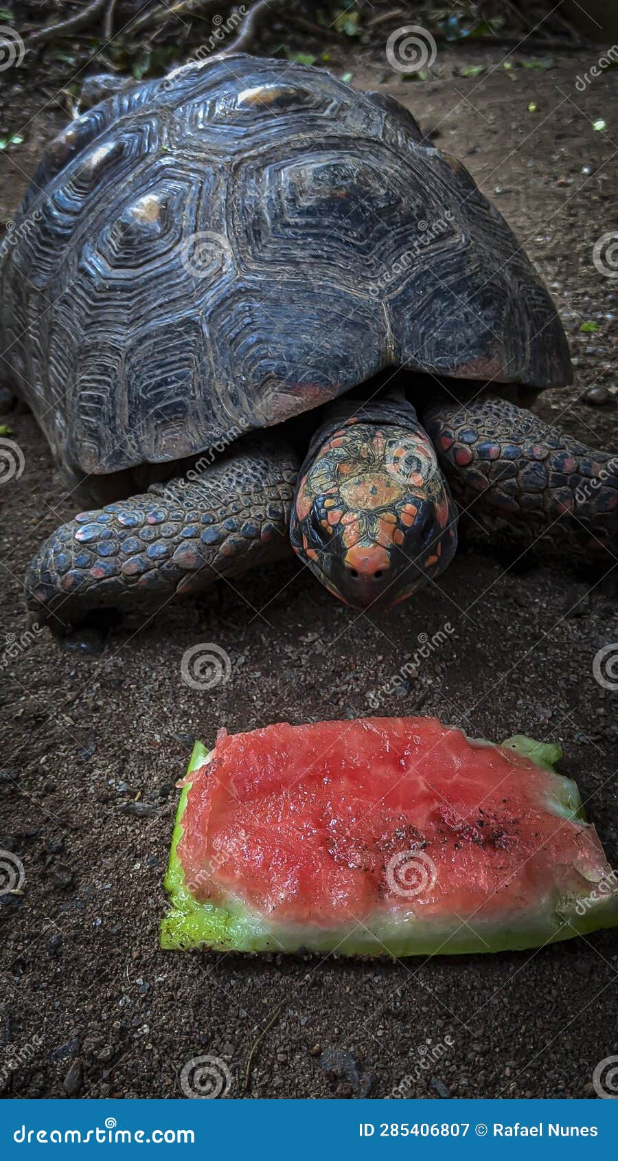 Tortoise Eating His Watermelon Stock Image Image of wild, reptile