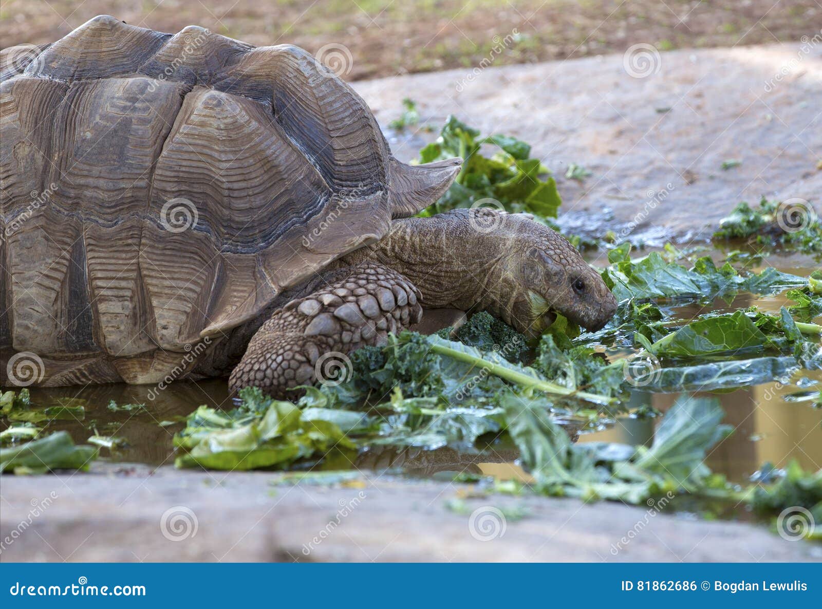 Tortoise stock photo. Image of turtle, reptile, vegetarian 81862686