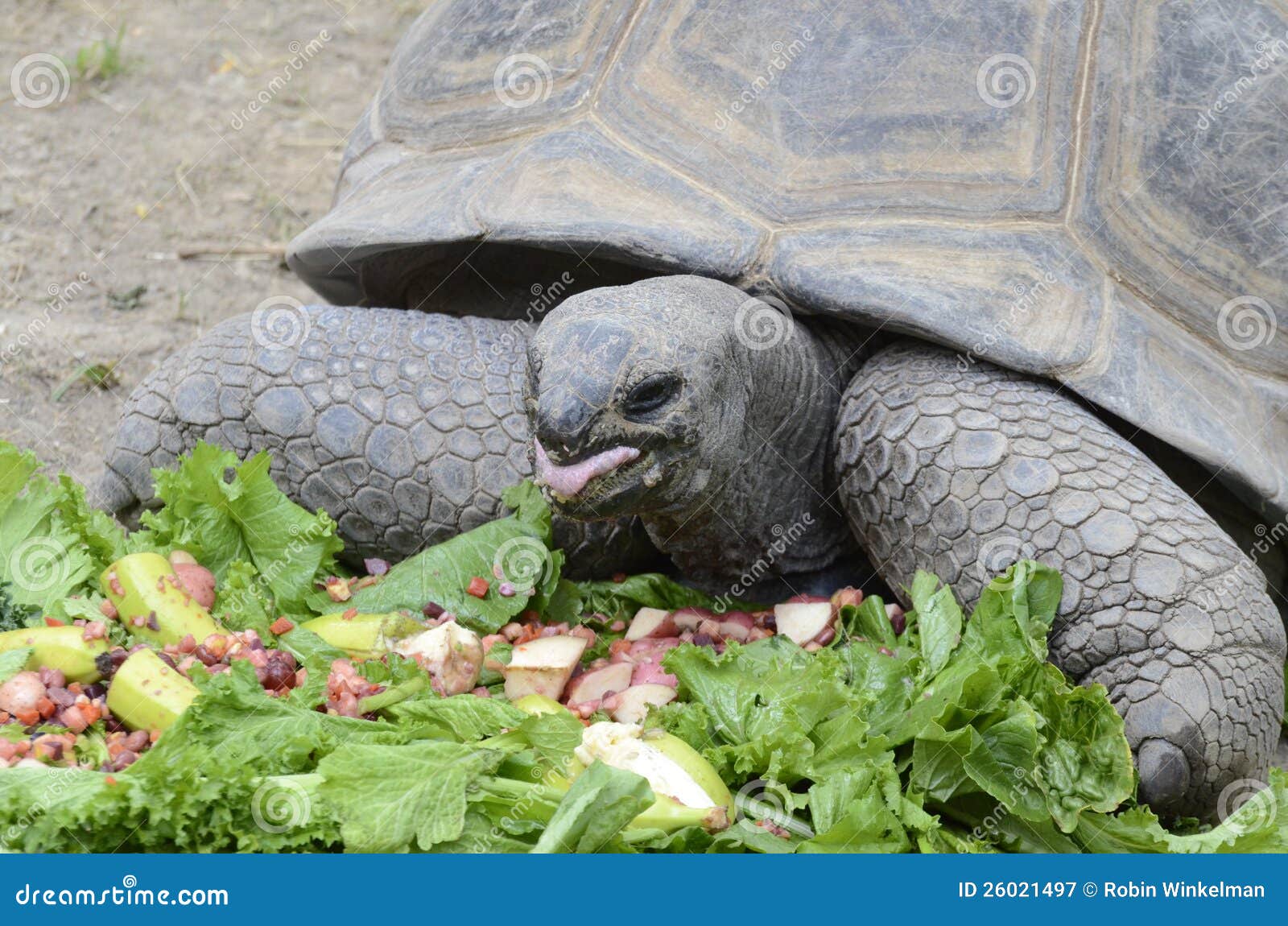 Tortoise eating salad2 stock image. Image of mouth, nibble 26021497