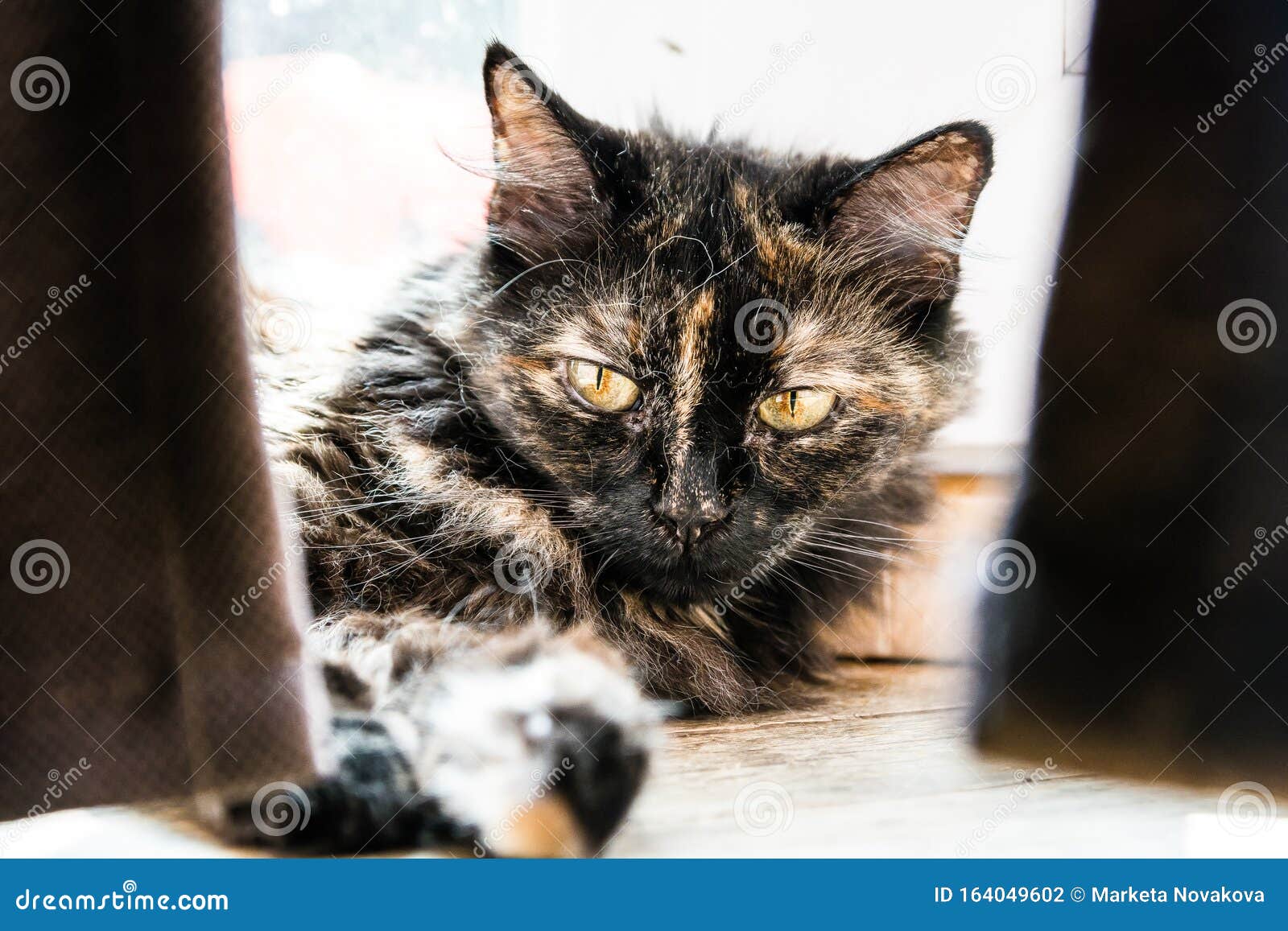 Tortoise Long Hair Cat Lying Behind Curtains Stock Photo Image of