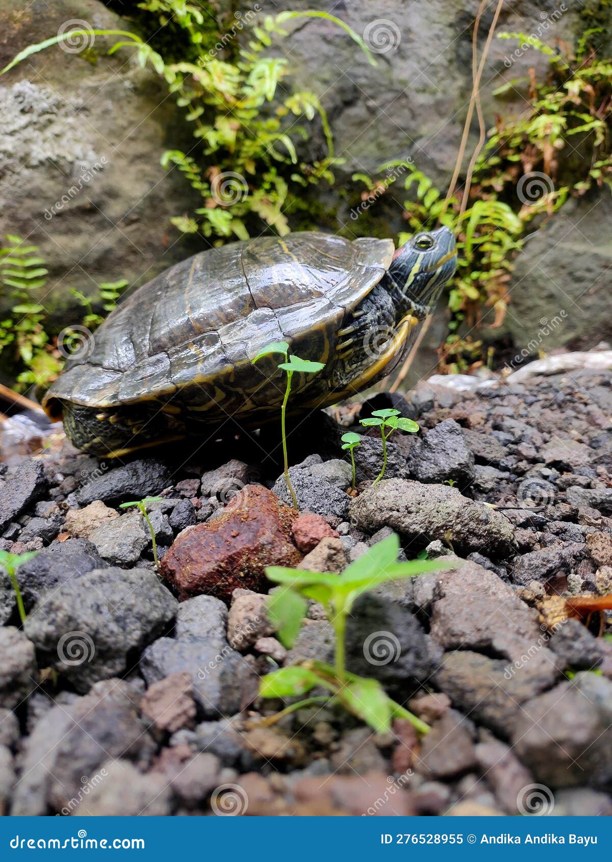 The Tortoise Rests on the Gravel Stock Image Image of resting, rests