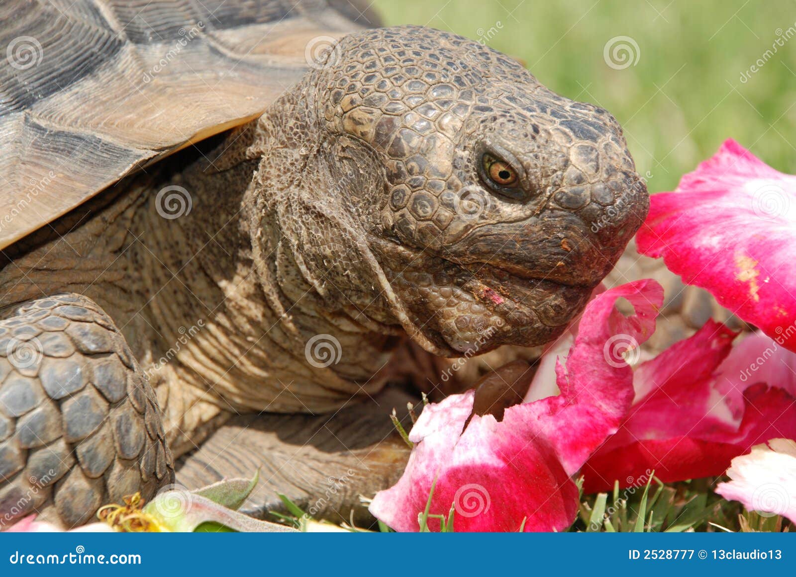 Tortoise With Rose Petals Picture. Image 2528777