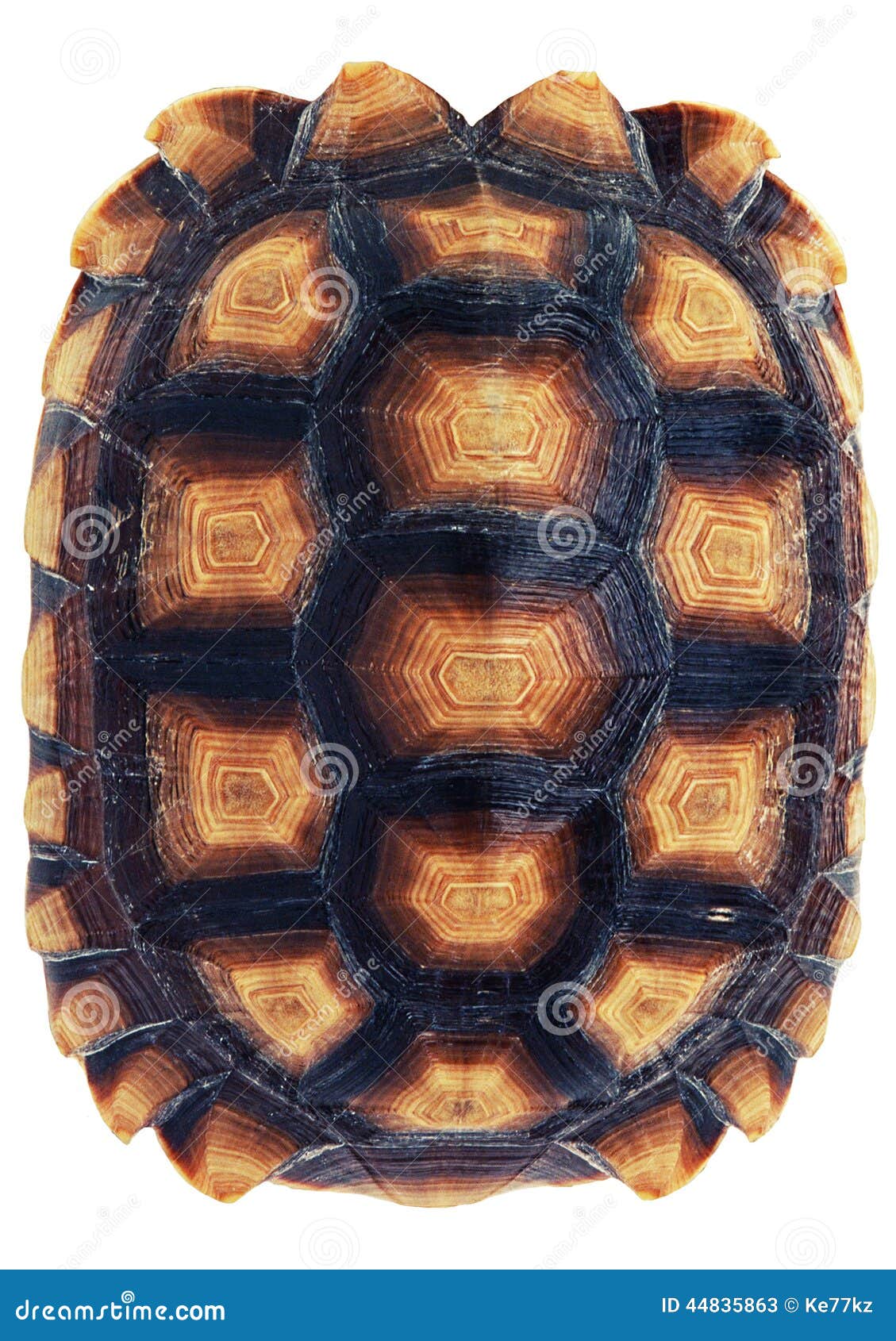 Tortoise Shell on a White Background. Stock Image - Image of