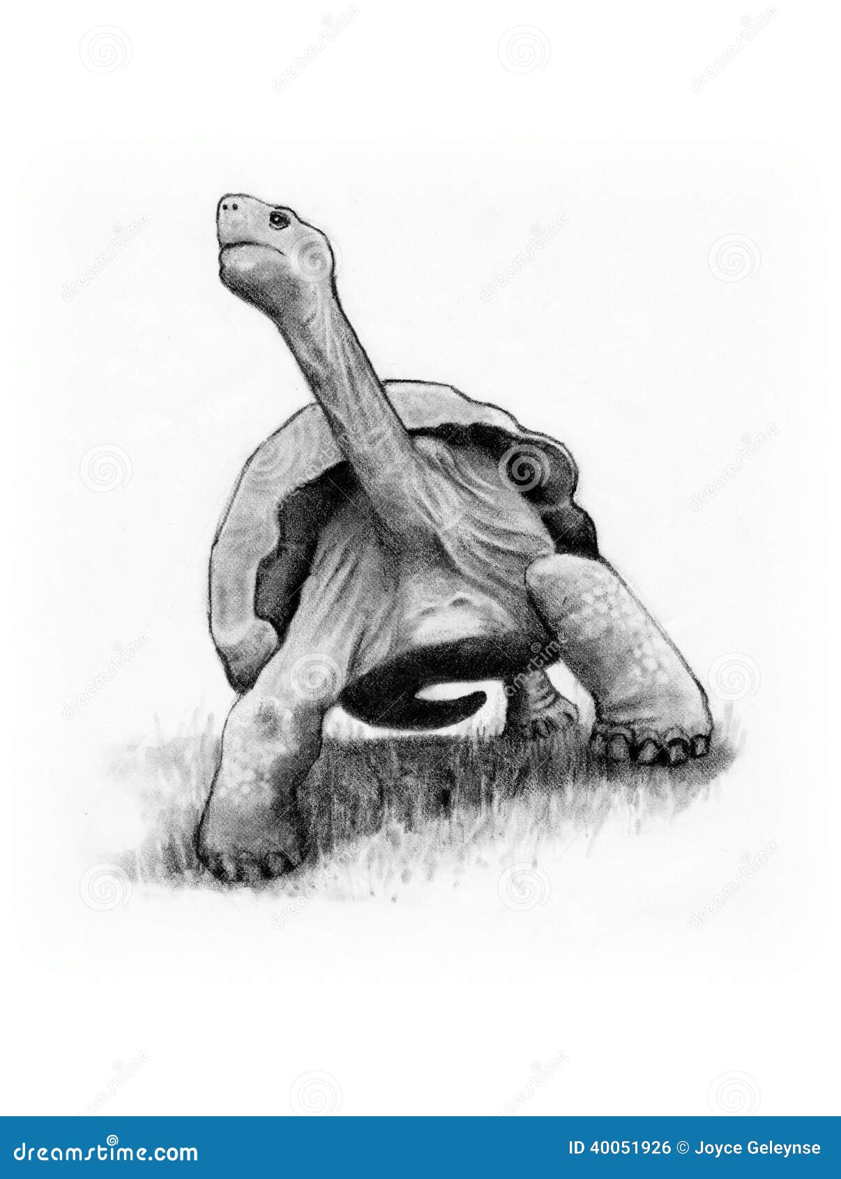 Sea Turtle Pencil Drawing Art Print by DeycorStudio | Society6