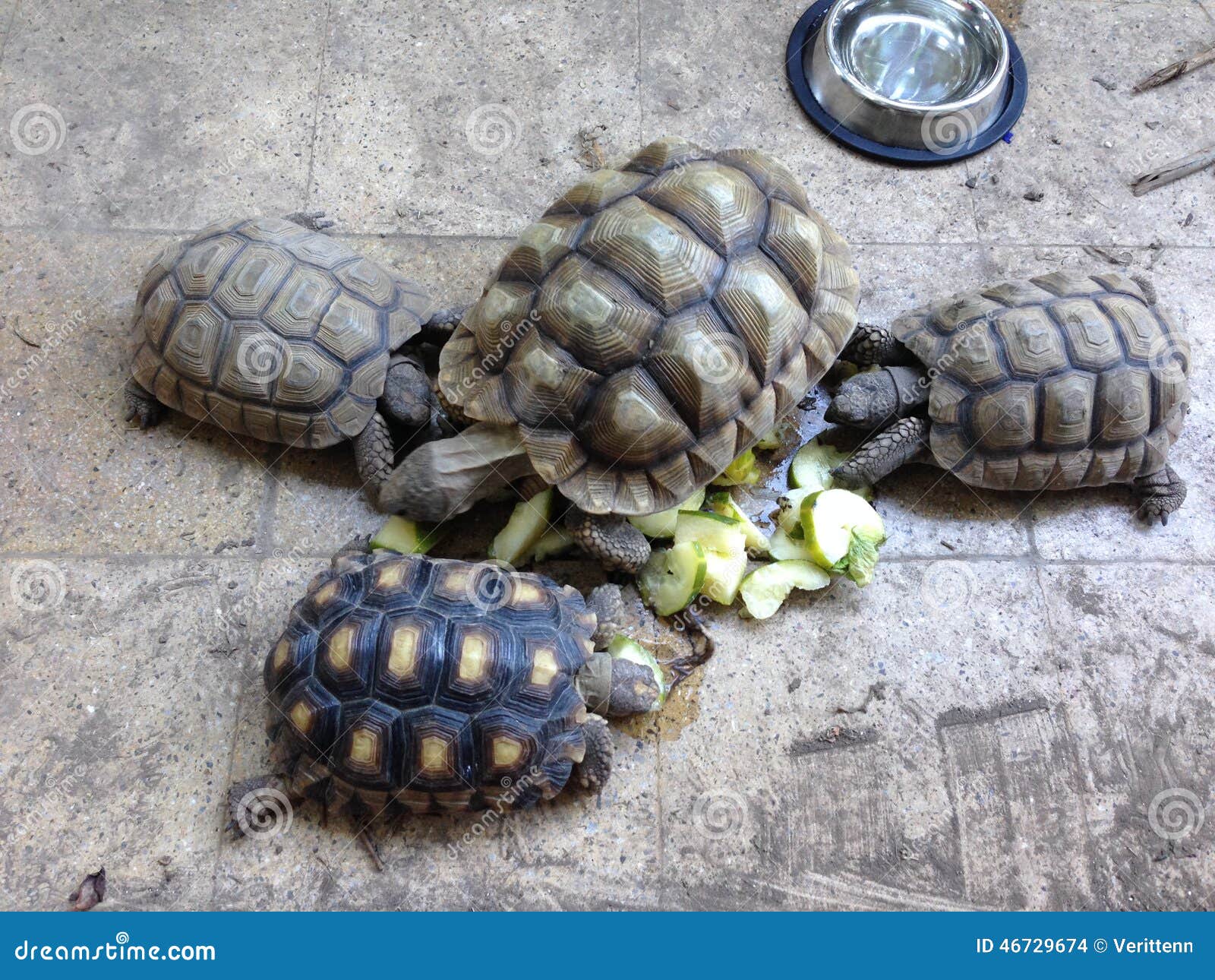 tortoises eating