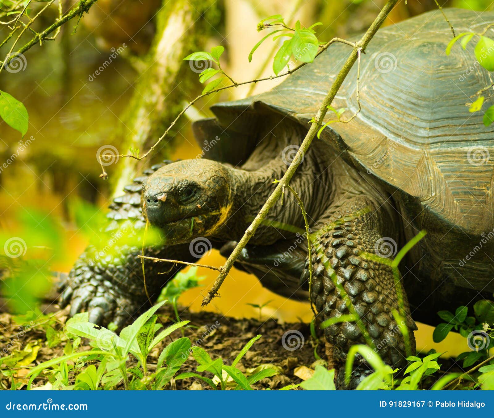 Tortoises are Herbivorous Animals with a Diet Comprising Cactus