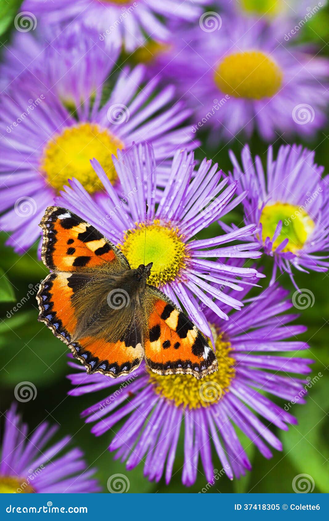 tortoisesehell butterfly on aster