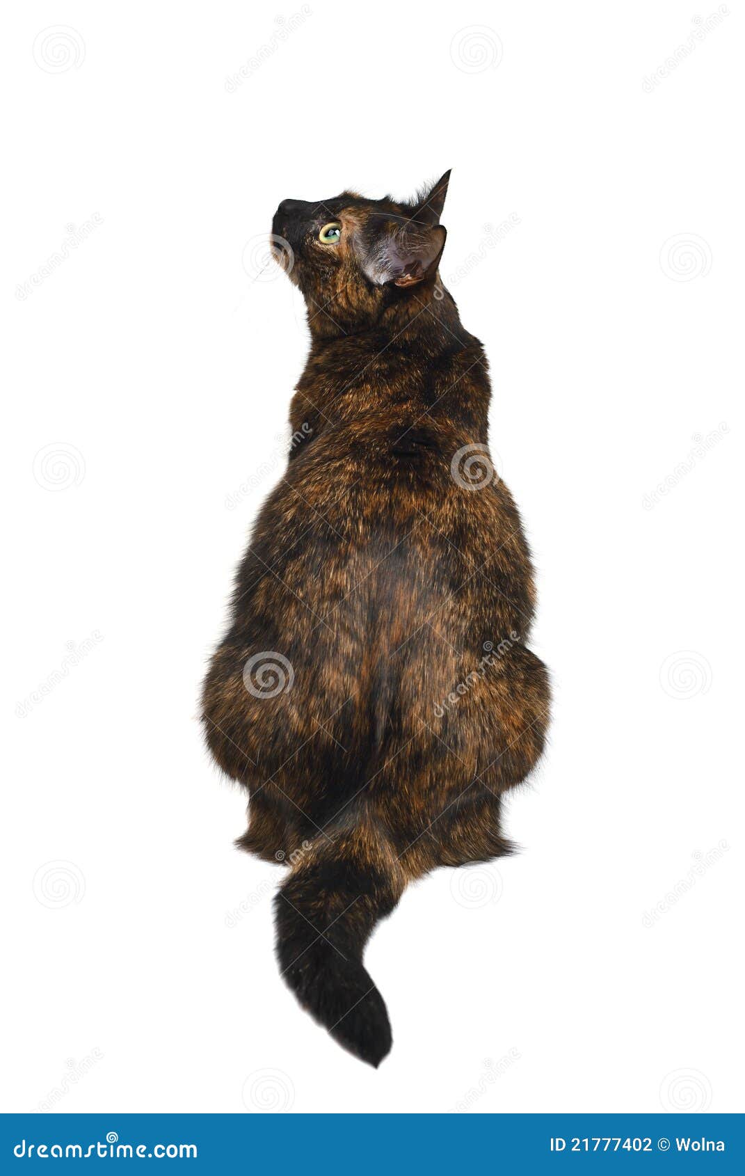 Tortoiseshell Cat Back Sitting Stock Photo - Image of view, furry: 21777402