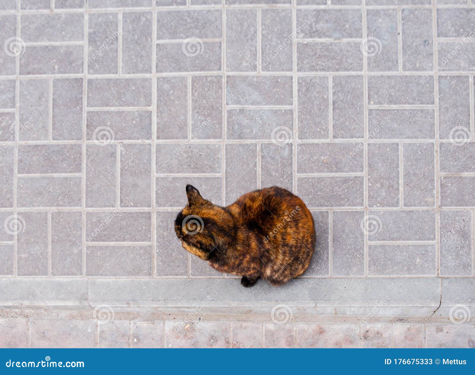 tortoiseshell cat sits on a pavement view from above