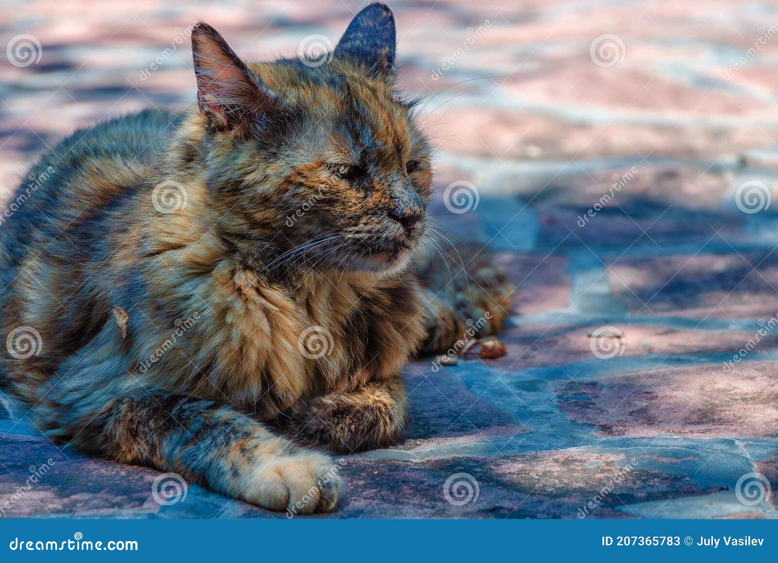 tortoiseshell coat cat with superb colors.