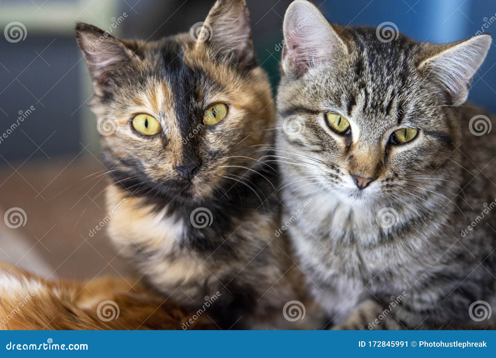 Tortoiseshell and Gray Tabby Kittens Gold Eyes Stock Image - Image of ...