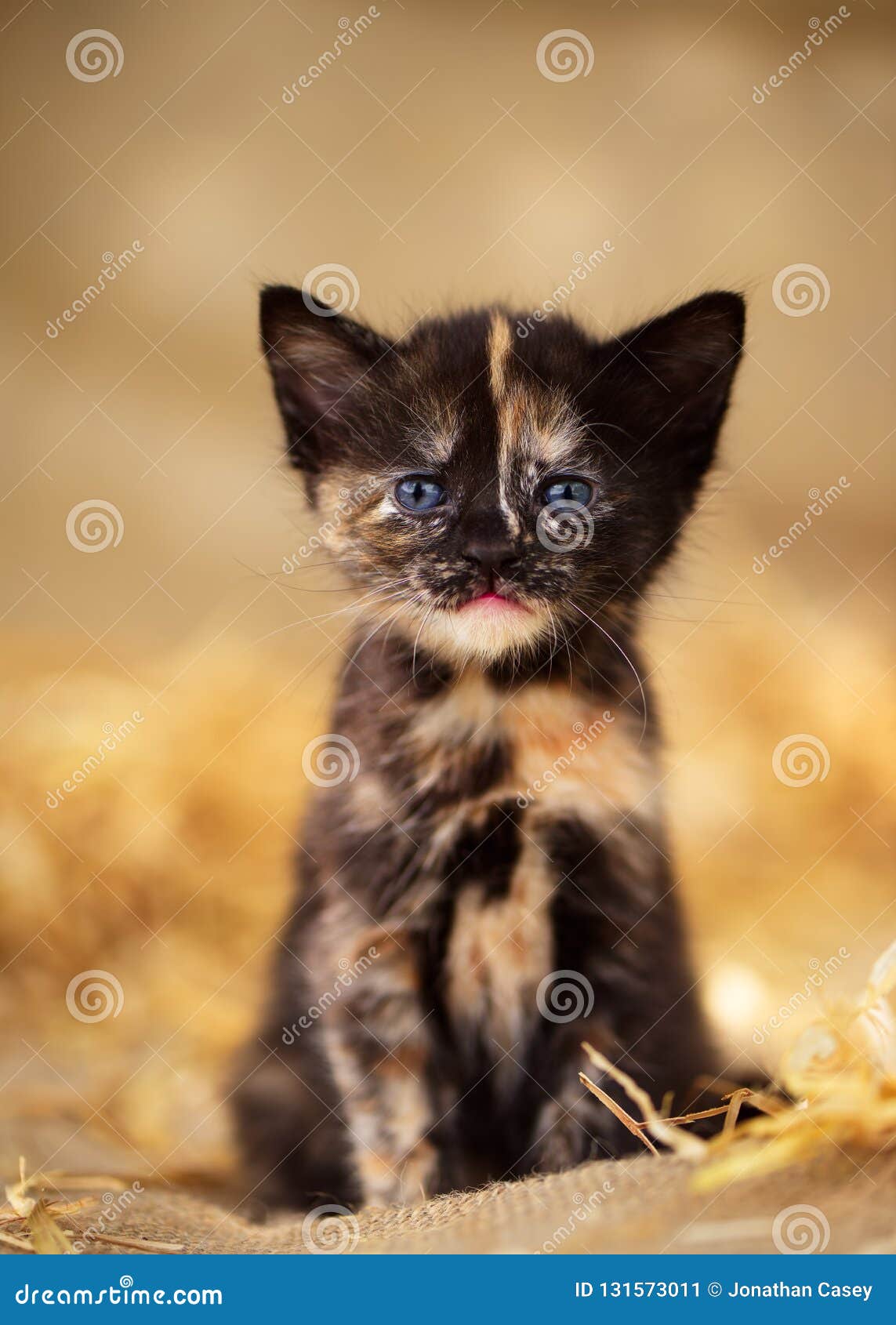 tortoiseshell and white cat with blue eyes