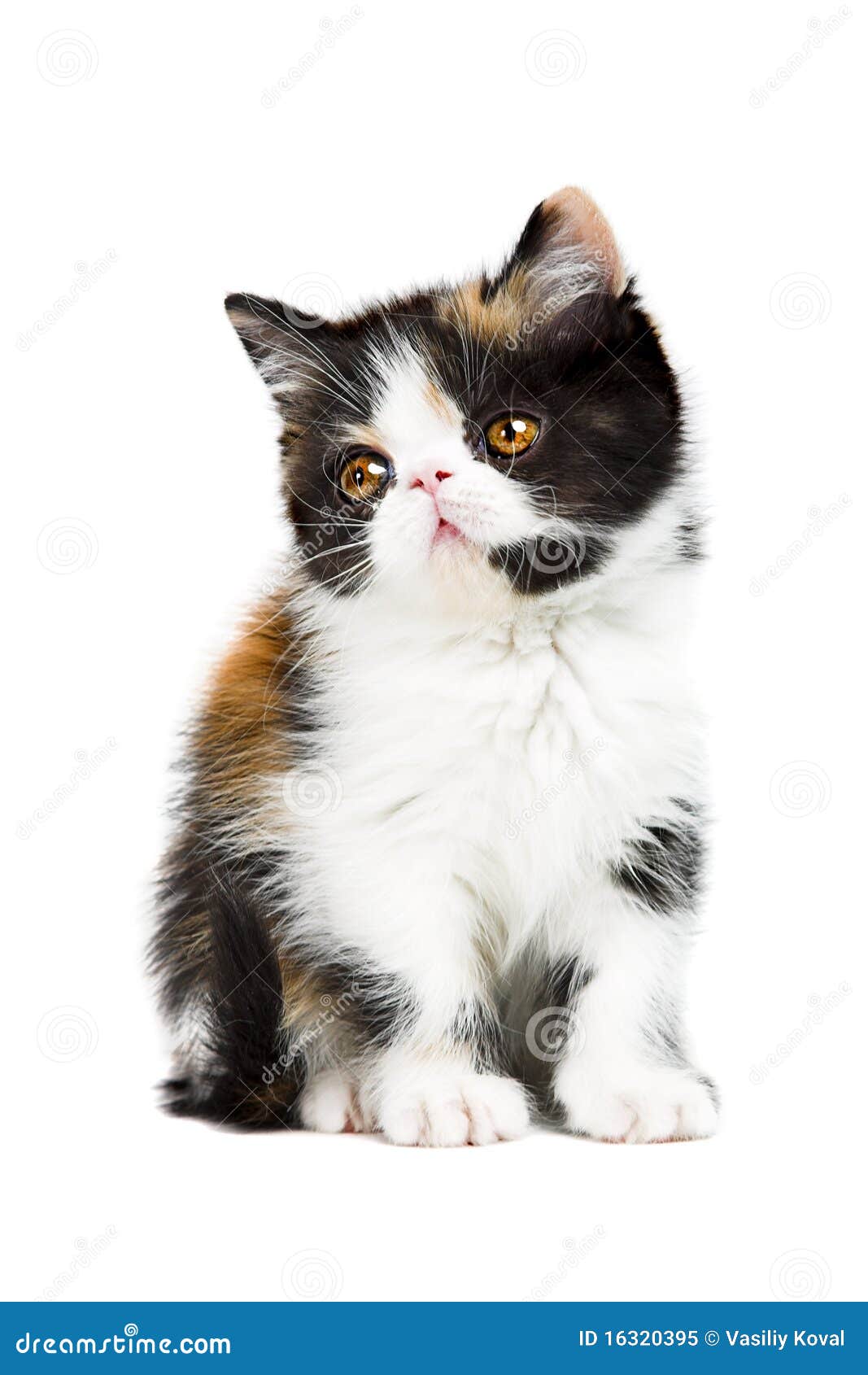 Tortoiseshell persian cat stock image. Image of young 16320395