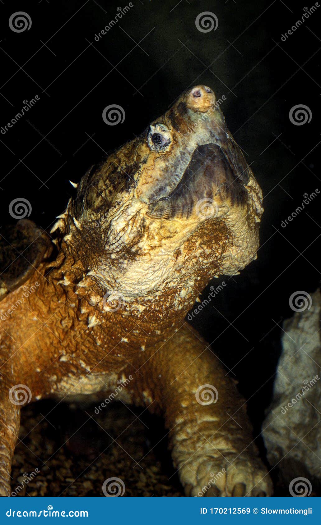 TORTUE ALLIGATOR Macroclemys Temminckii Imagem de Stock - Imagem de ...