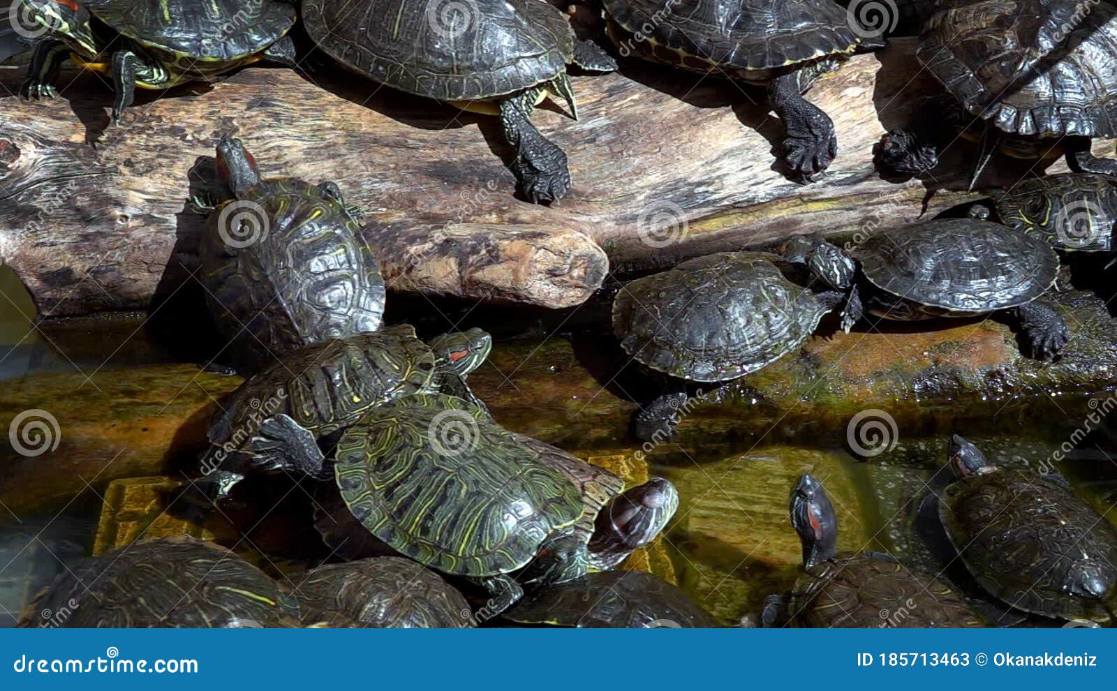 Tortue Aquatique D'eau De Reptiles Dans Un Bassin D'eau Clips