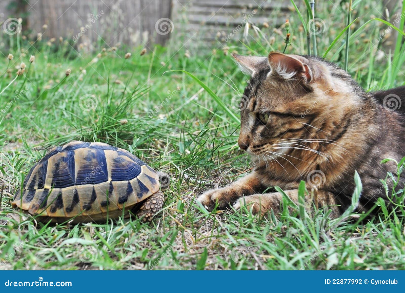 Tortue Et Chat Photo Stock Image Du Tortue Jardin Animal