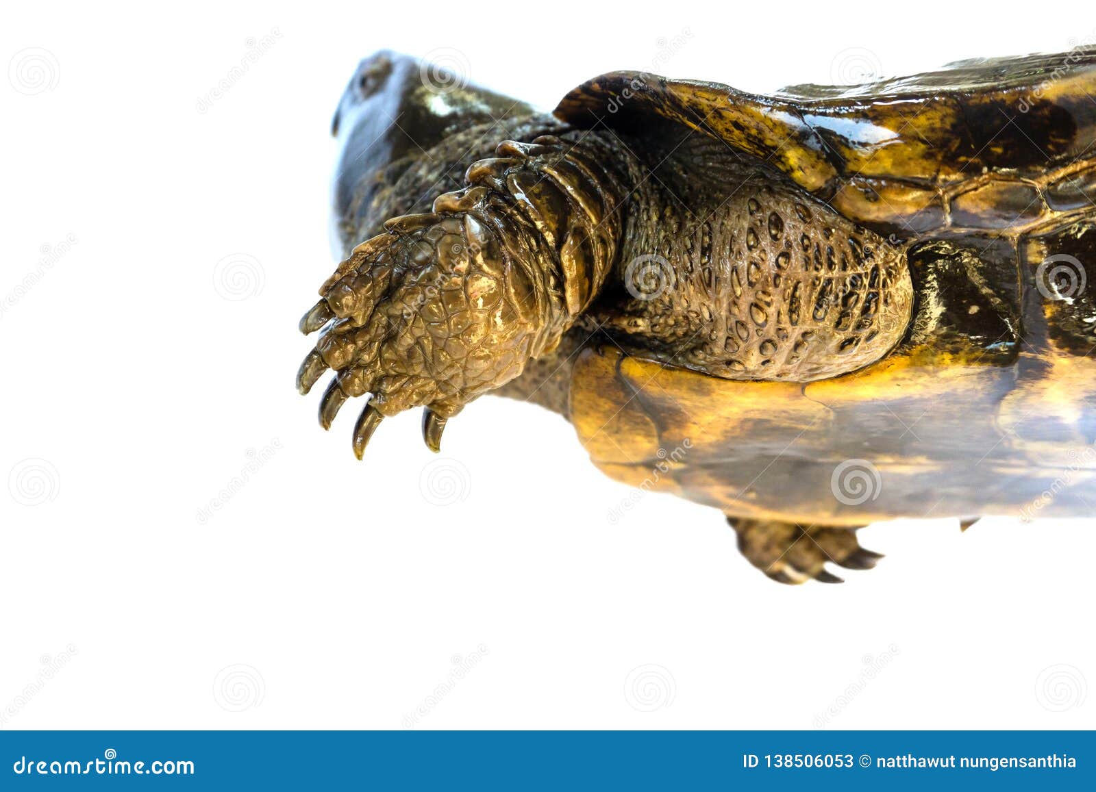 Tortue Et X22 ; Megacephalum& X22 De Platysternon ; Sur Un Fond Blanc ...