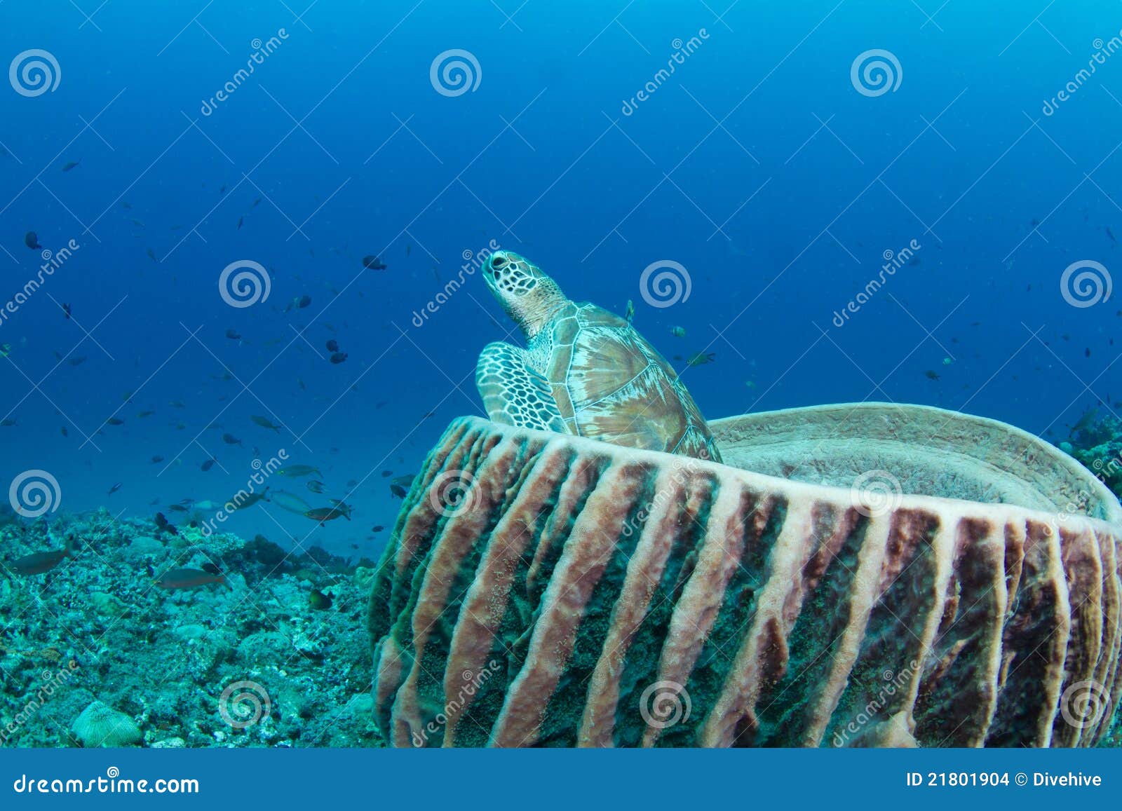 Tortuga verde que se sienta en una esponja del barril. Una tortuga verde que pega su cabeza fuera de una esponja enorme del barril