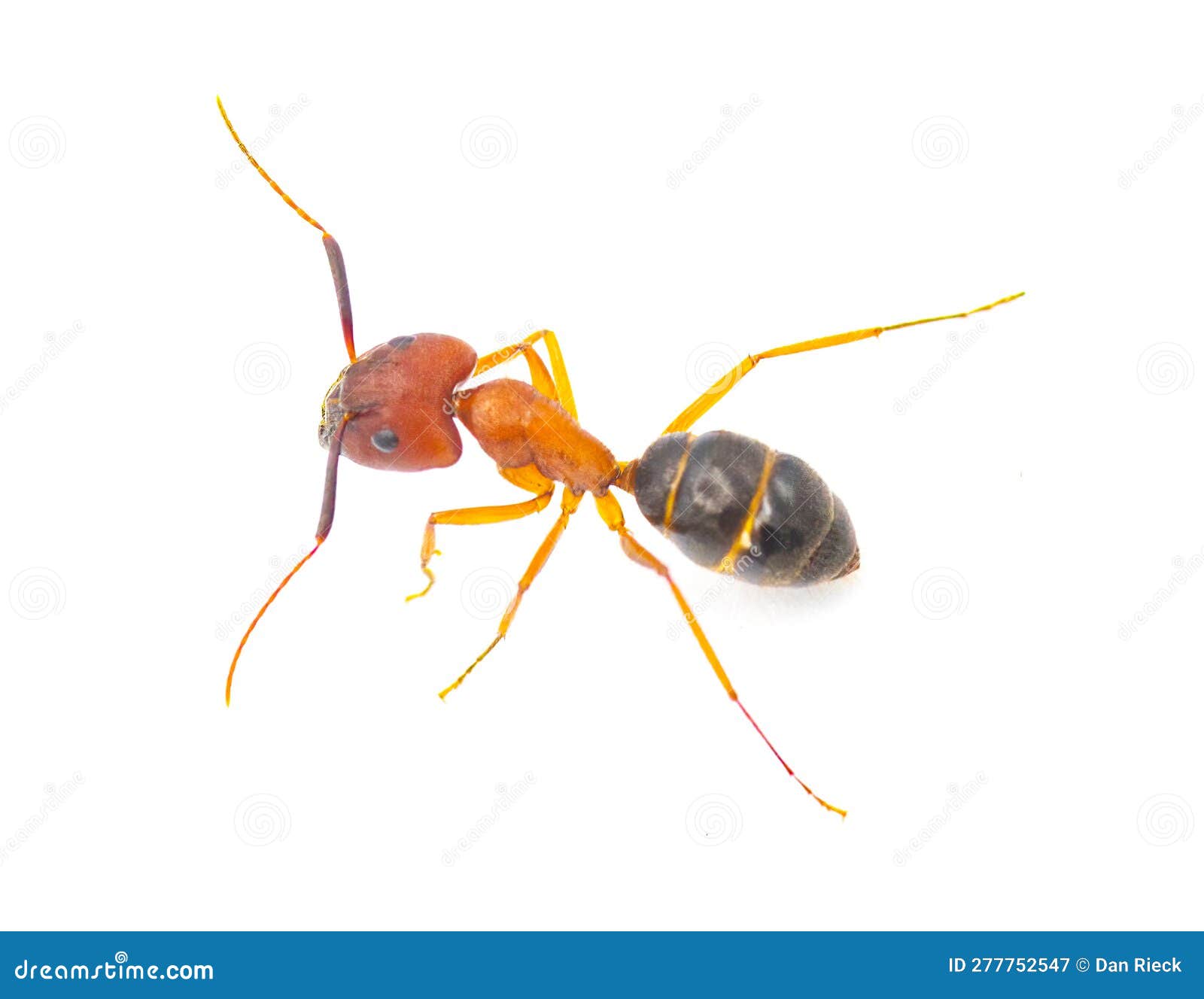 4,000+ Big Ant Stock Photos, Pictures & Royalty-Free Images