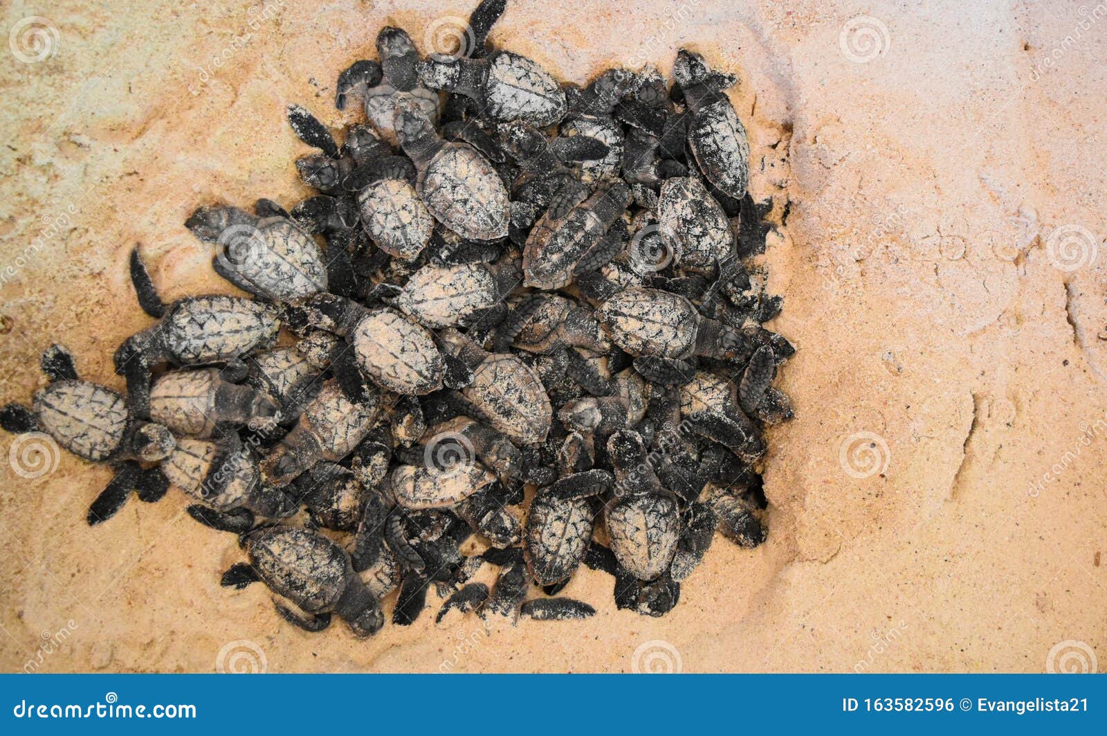 esfuerzo Plano Intolerable Tortugas Marinas Bebés En La Arena Foto de archivo - Imagen de tortugas,  orilla: 163582596