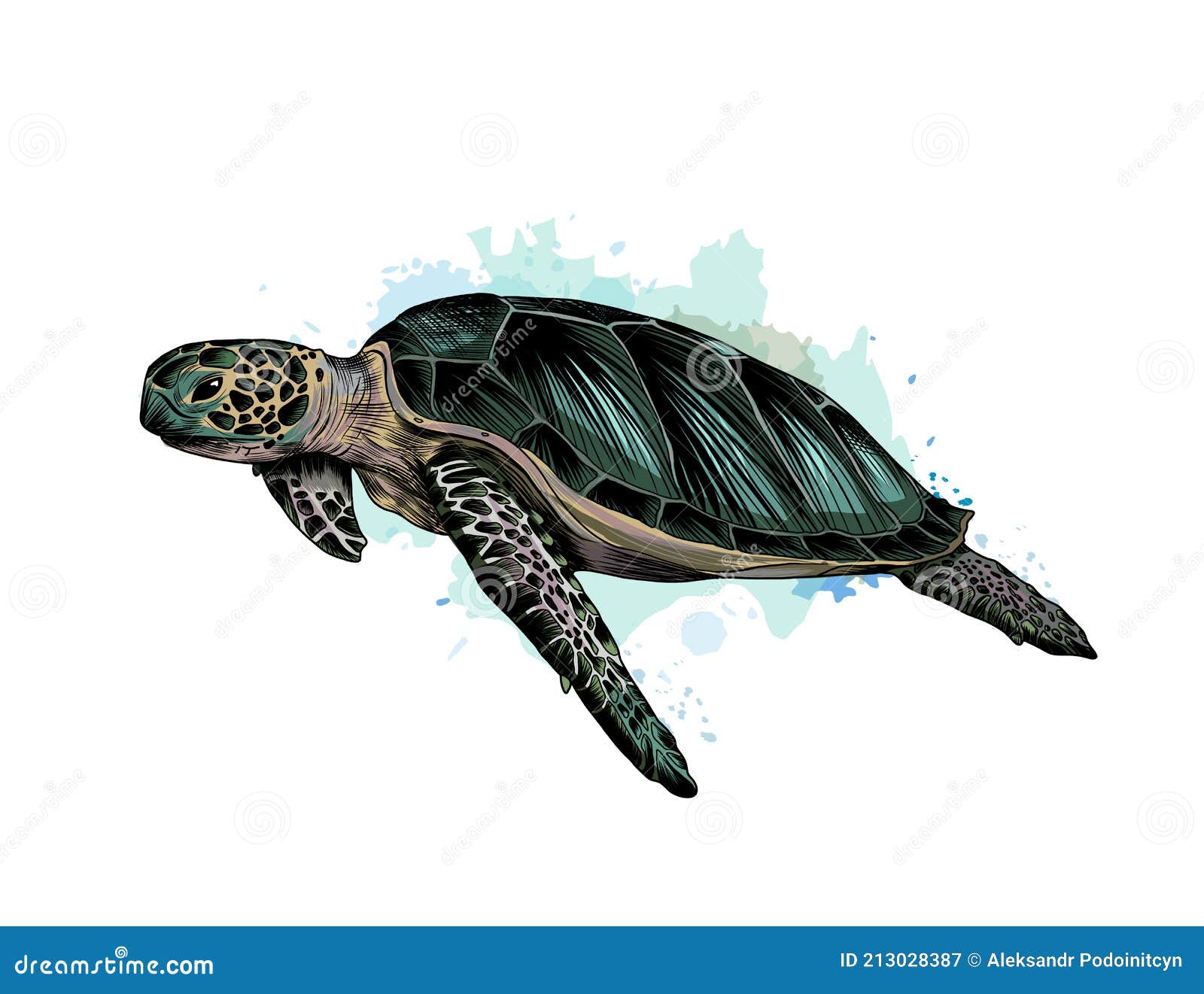 Tortuga Marina De Una Salpicadura De Dibujos De Color Acuático Realista  Ilustración del Vector - Ilustración de fondo, verde: 213028387