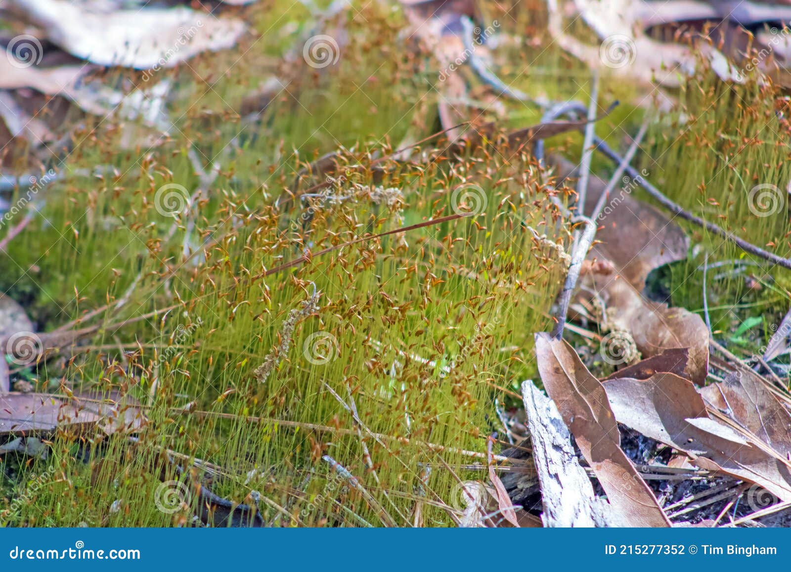 https://www.dreamstime.com/tortula-moss-growing-wild-tortula-moss-growing-wild-syntrichia-ruralis-commonly-known-as-twisted-moss-star-moss-species-image215277352