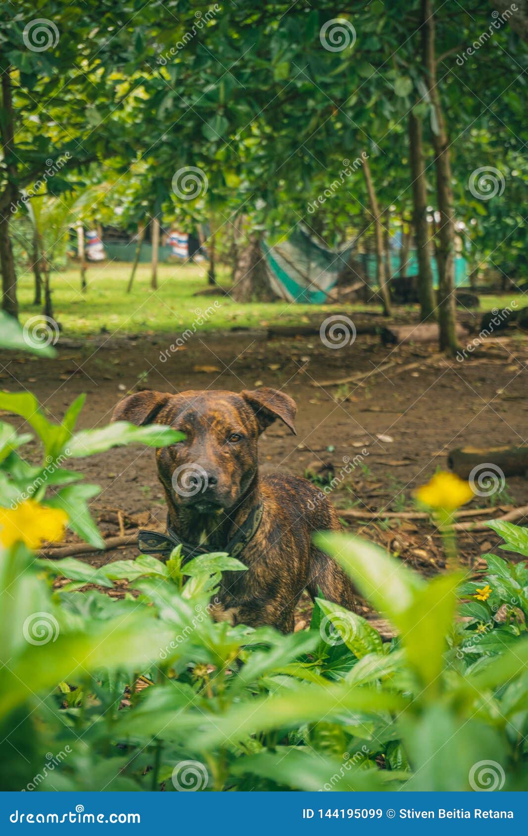 brown dog among green bushes