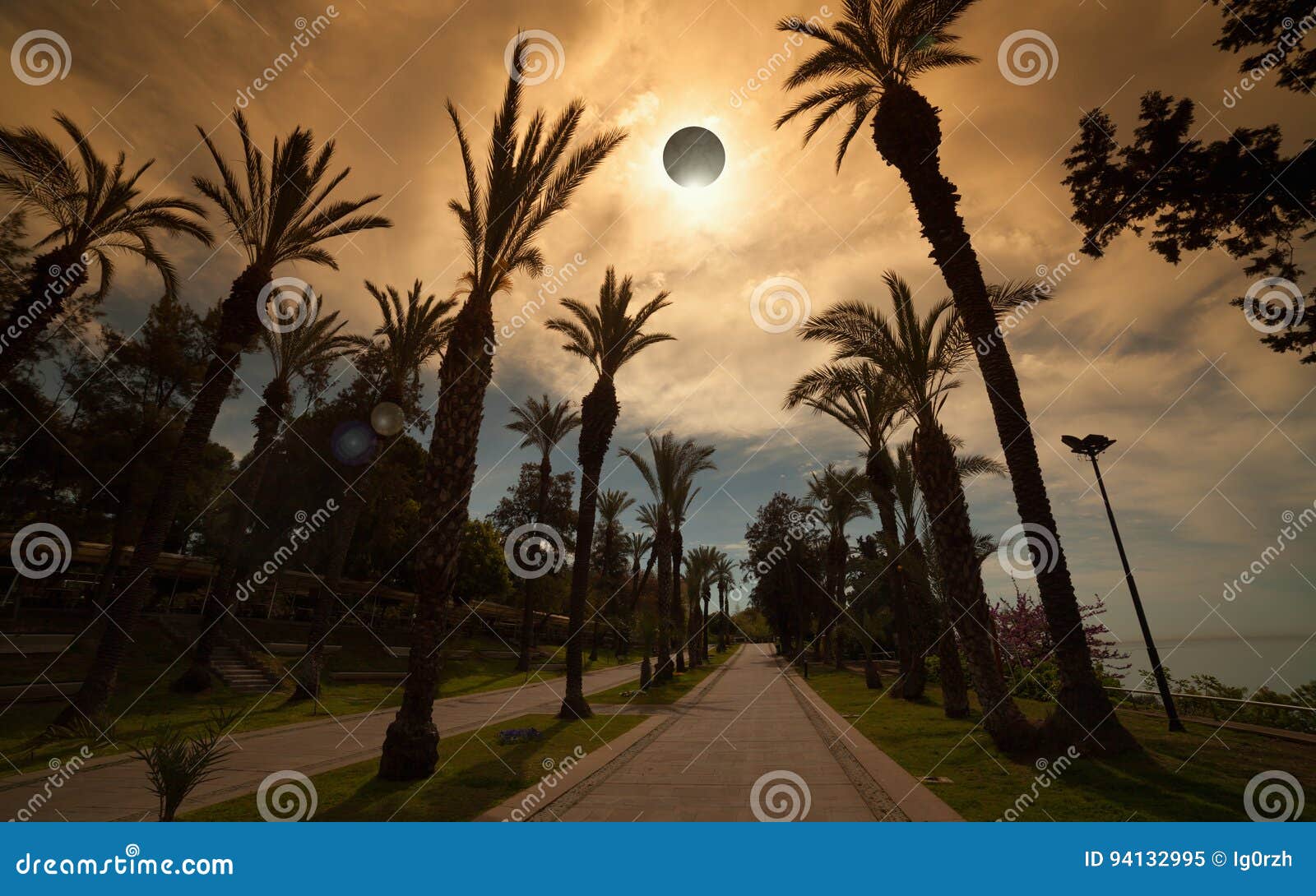 total solar eclipse, palm avenue in resort city