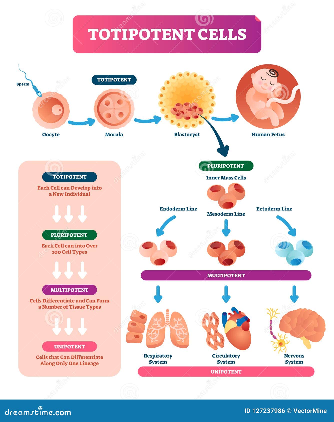 Pluripotent Vs Multipotent Stem Cells From Embryonic Origin To