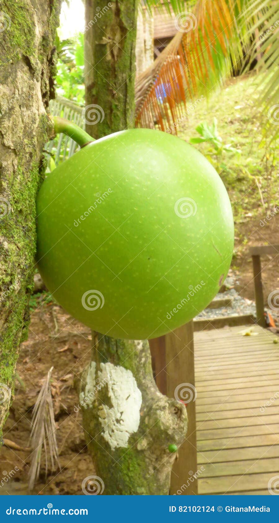 Totuma, тропическое одичалое дерево и плодоовощ Стоковое Фото