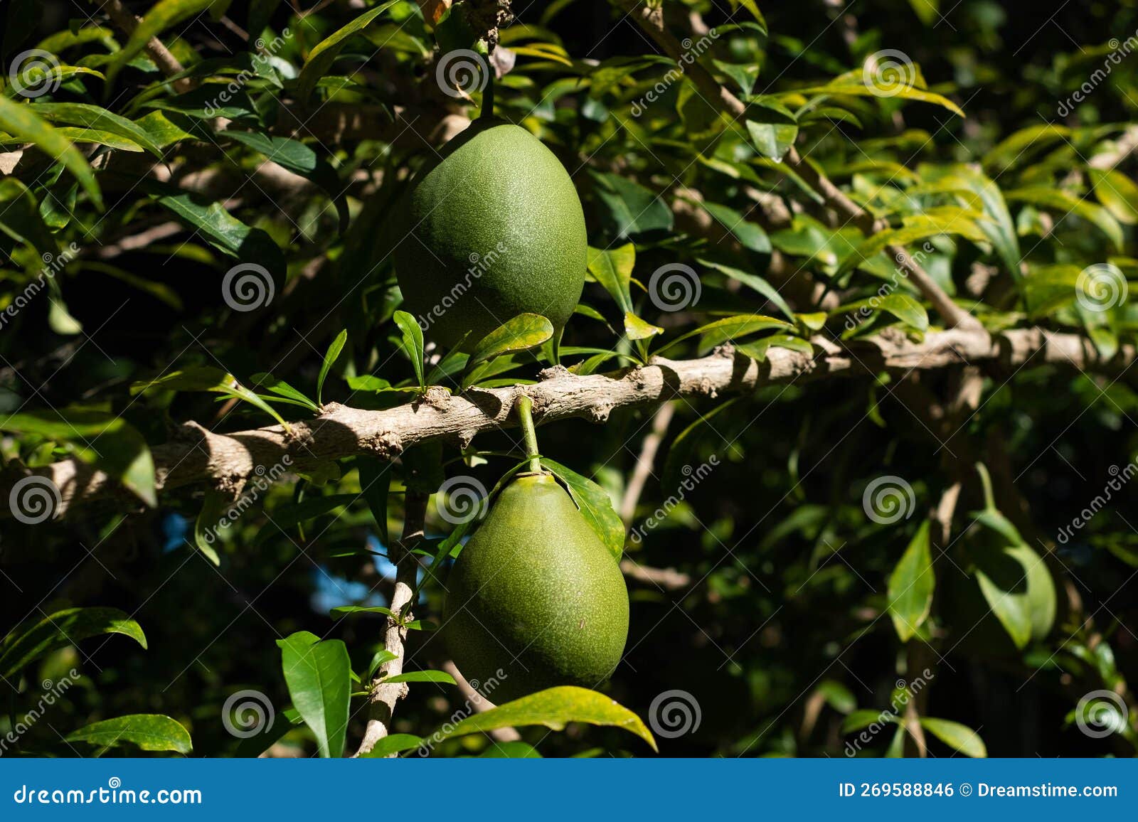 Totumo Fruit Hanging on Tree Stock Photo Image of cujete, cuyabra
