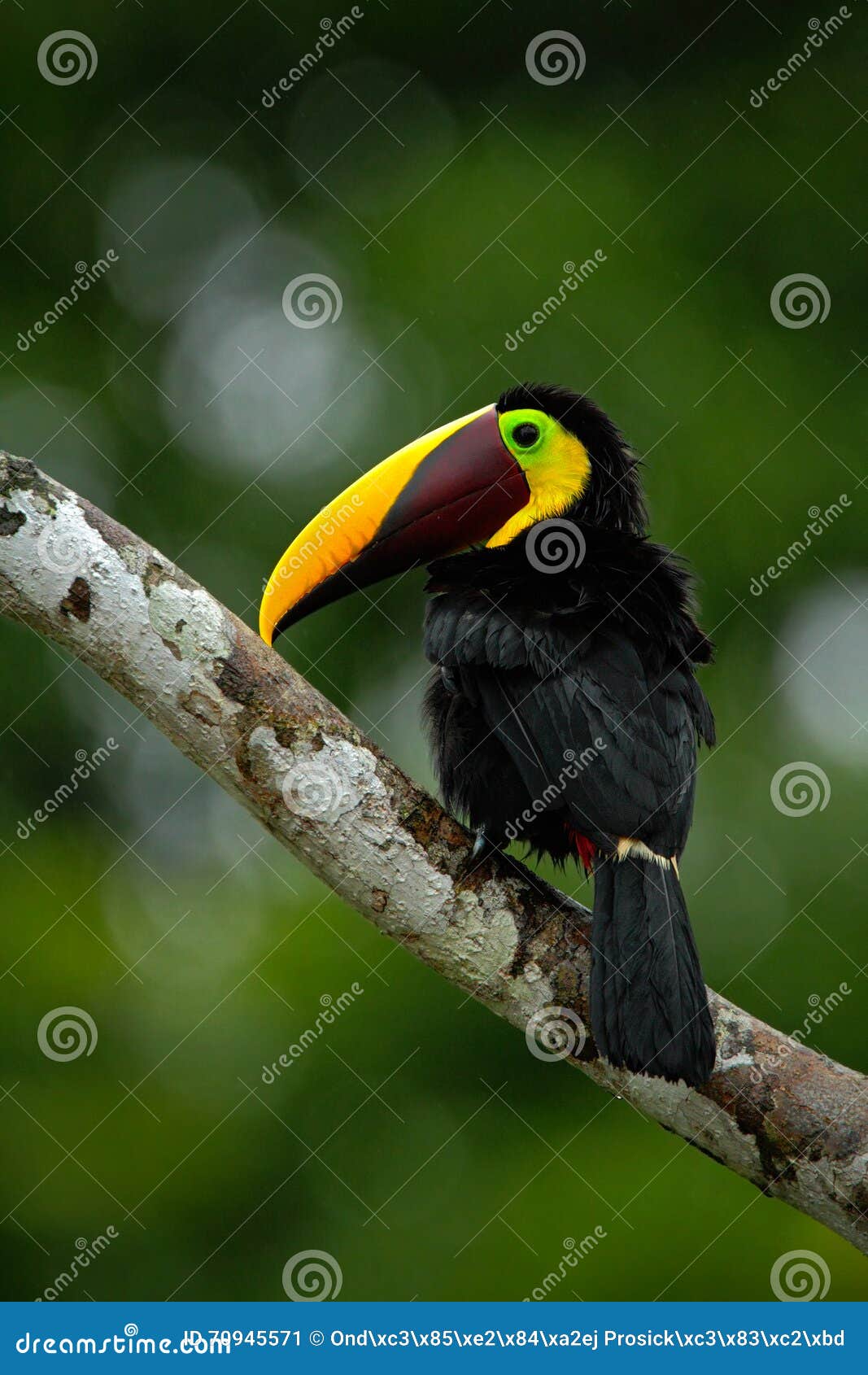 toucan big beak bird chesnut-mandibled. toucan sitting on the branch in tropical rain with green jungle background. toucan in the
