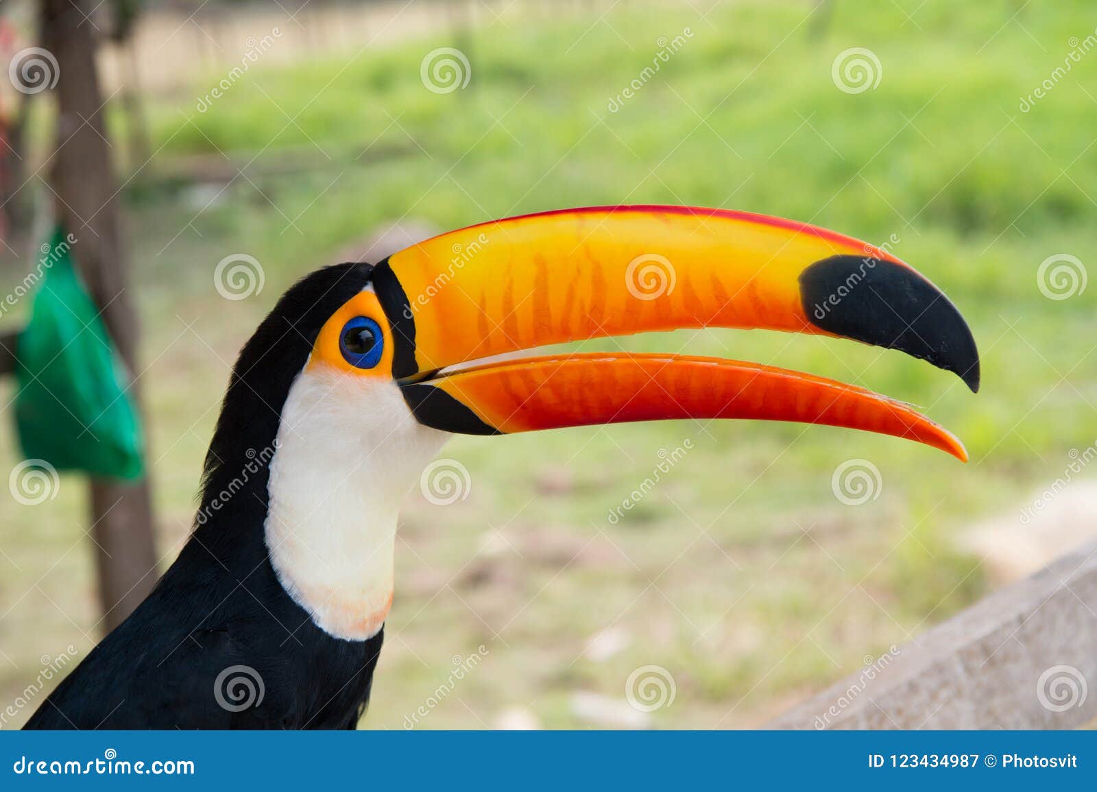toucan bird in boca de valeria, brazil. toco toucan on nature. beautiful toucan bird with orange beak. toucan in