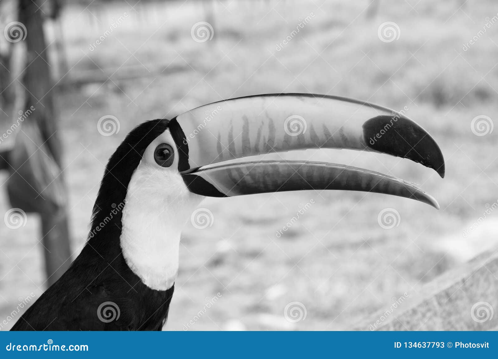 toucan bird in boca de valeria, brazil. toco toucan on nature. beautiful toucan bird with orange beak. toucan in