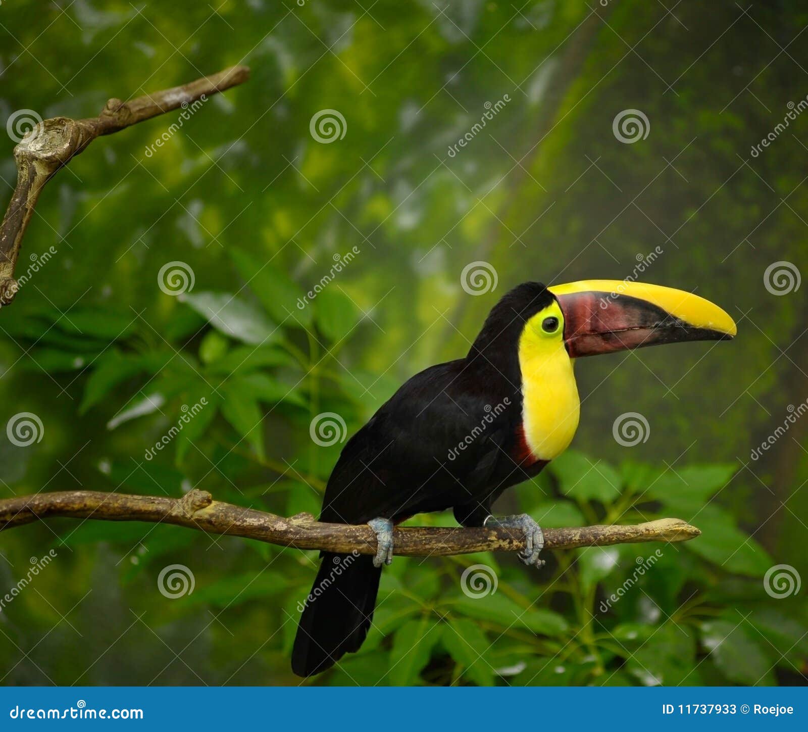toucan bird on limb