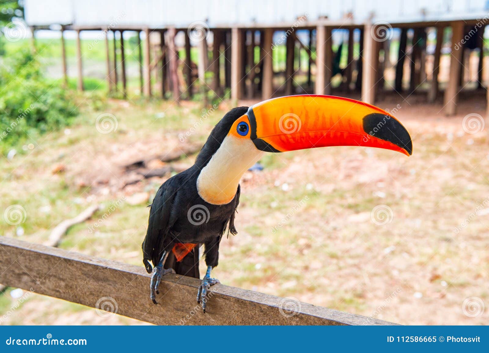 toucan bird on nature in boca de valeria, amazon river, brazil. tropical bird with orange beak on perch. animal, fauna, wildlife.