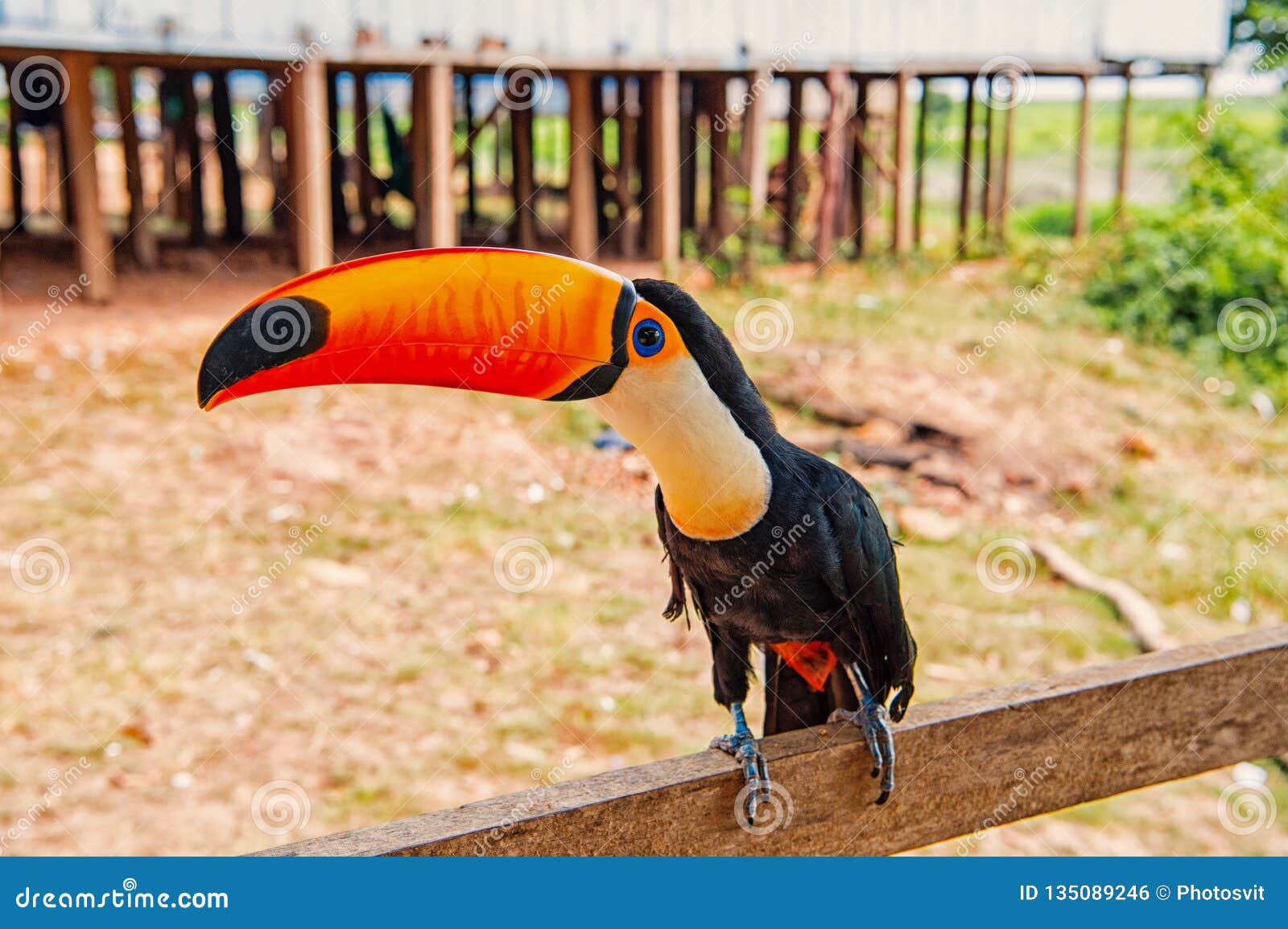 toucan bird on nature in boca de valeria, amazon river, brazil. tropical bird with orange beak on perch. animal, fauna