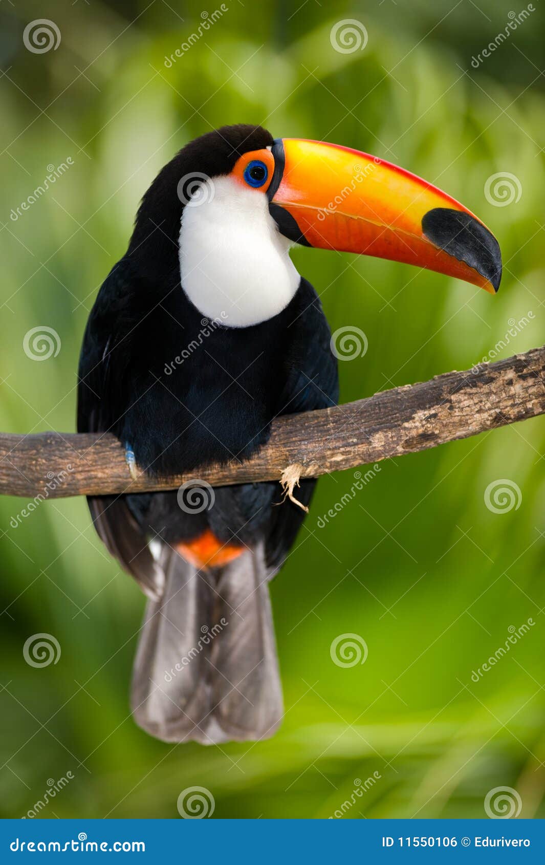 toucan in dense vegetation