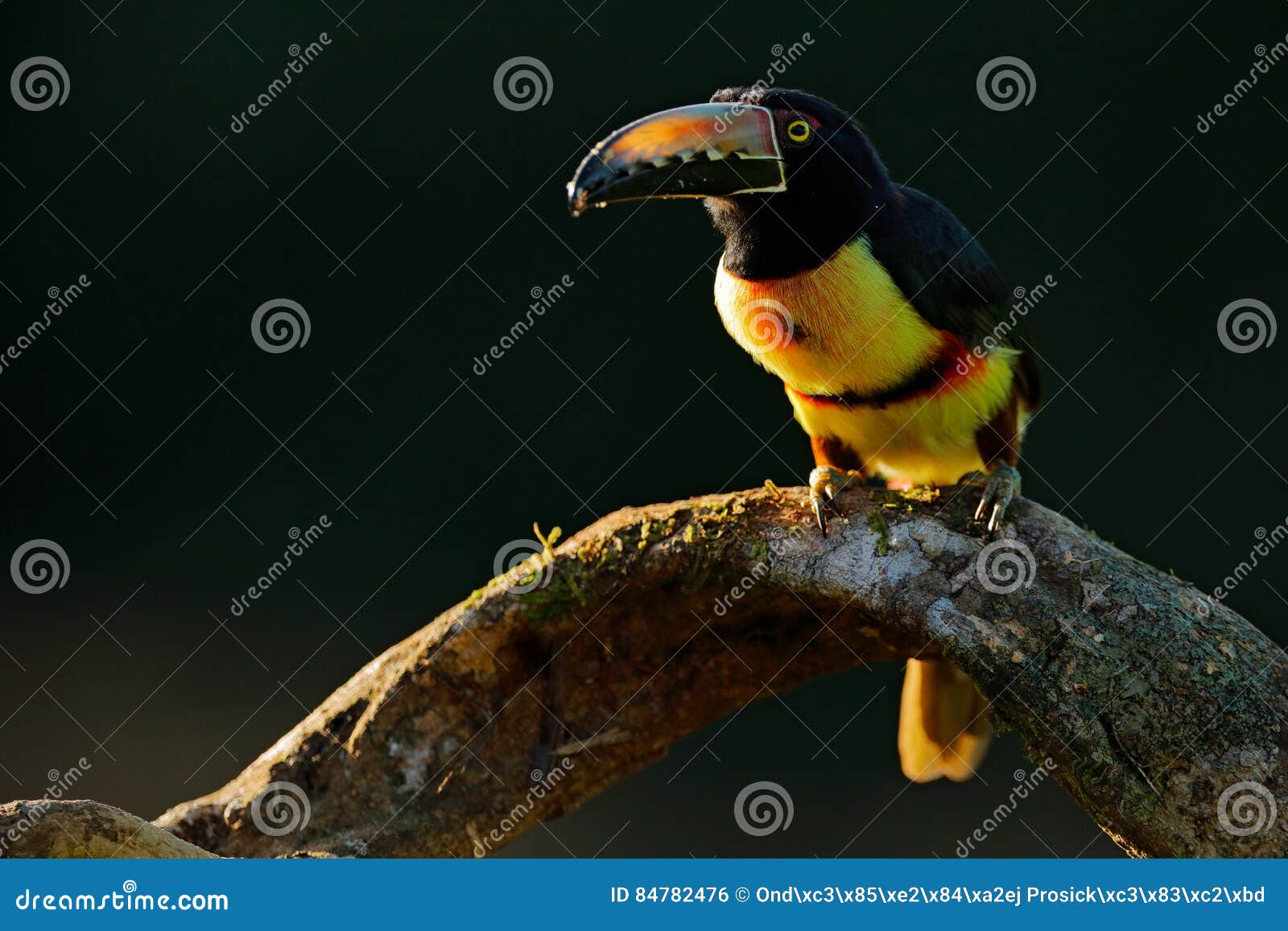 toucan sitting on the branch in the forest, boca tapada, laguna de lagarto lodge, costa rica. nature bird travel in central americ