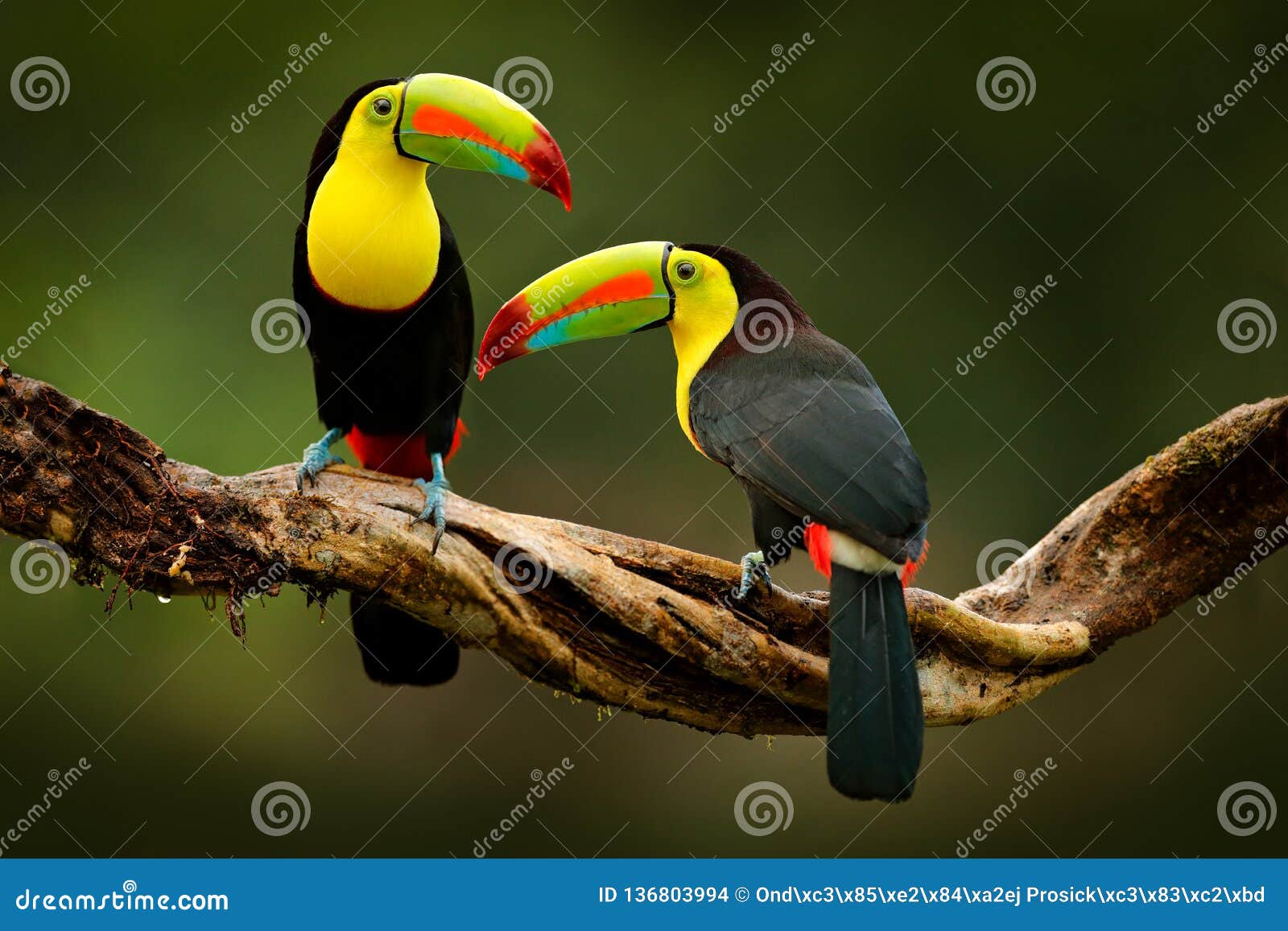 toucan sitting on the branch in the forest, green vegetation, costa rica. nature travel in central america. two keel-billed toucan